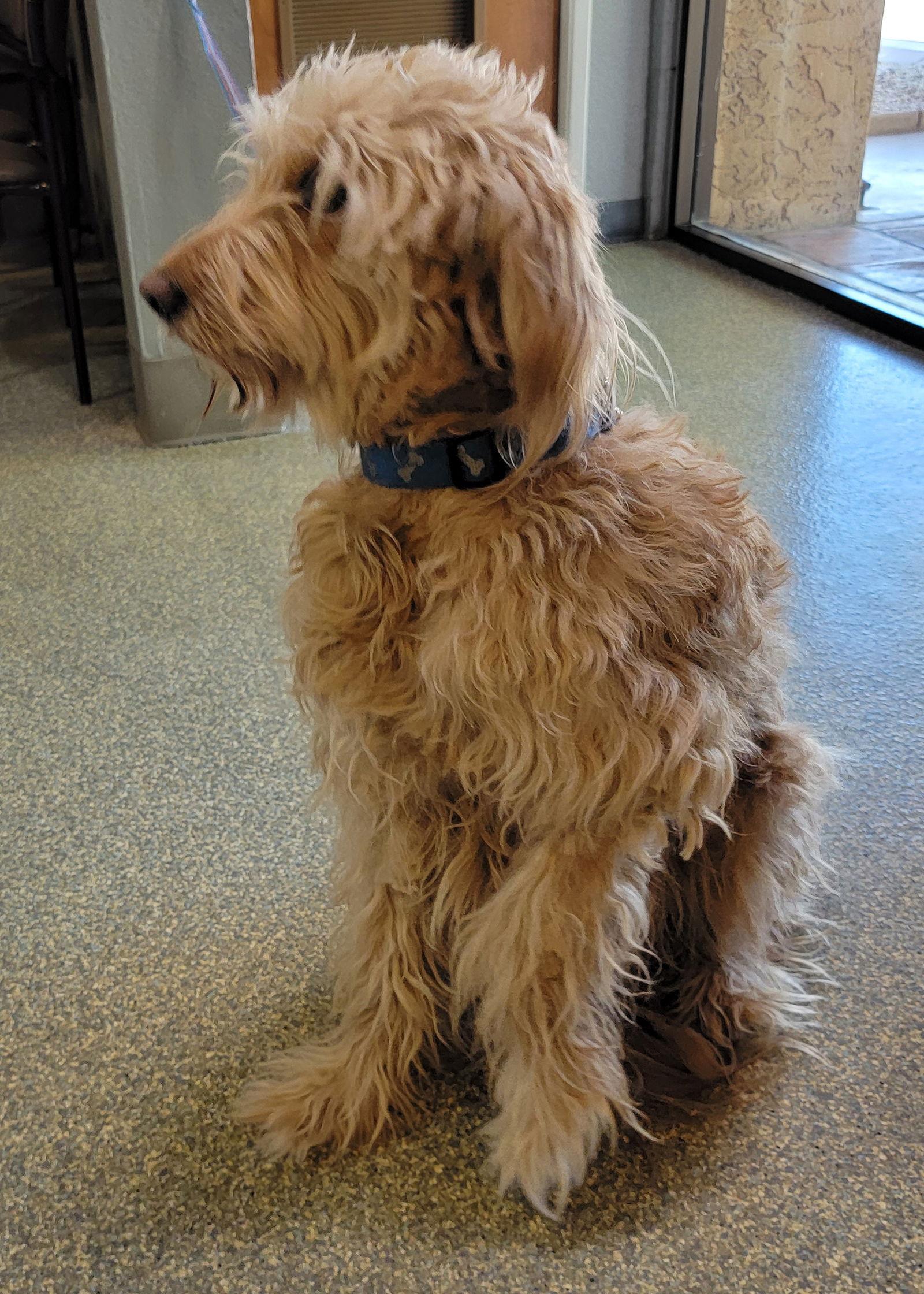 Enlarge Sunny, a Adopted mixed breed in Glendale, AZ image 2/2