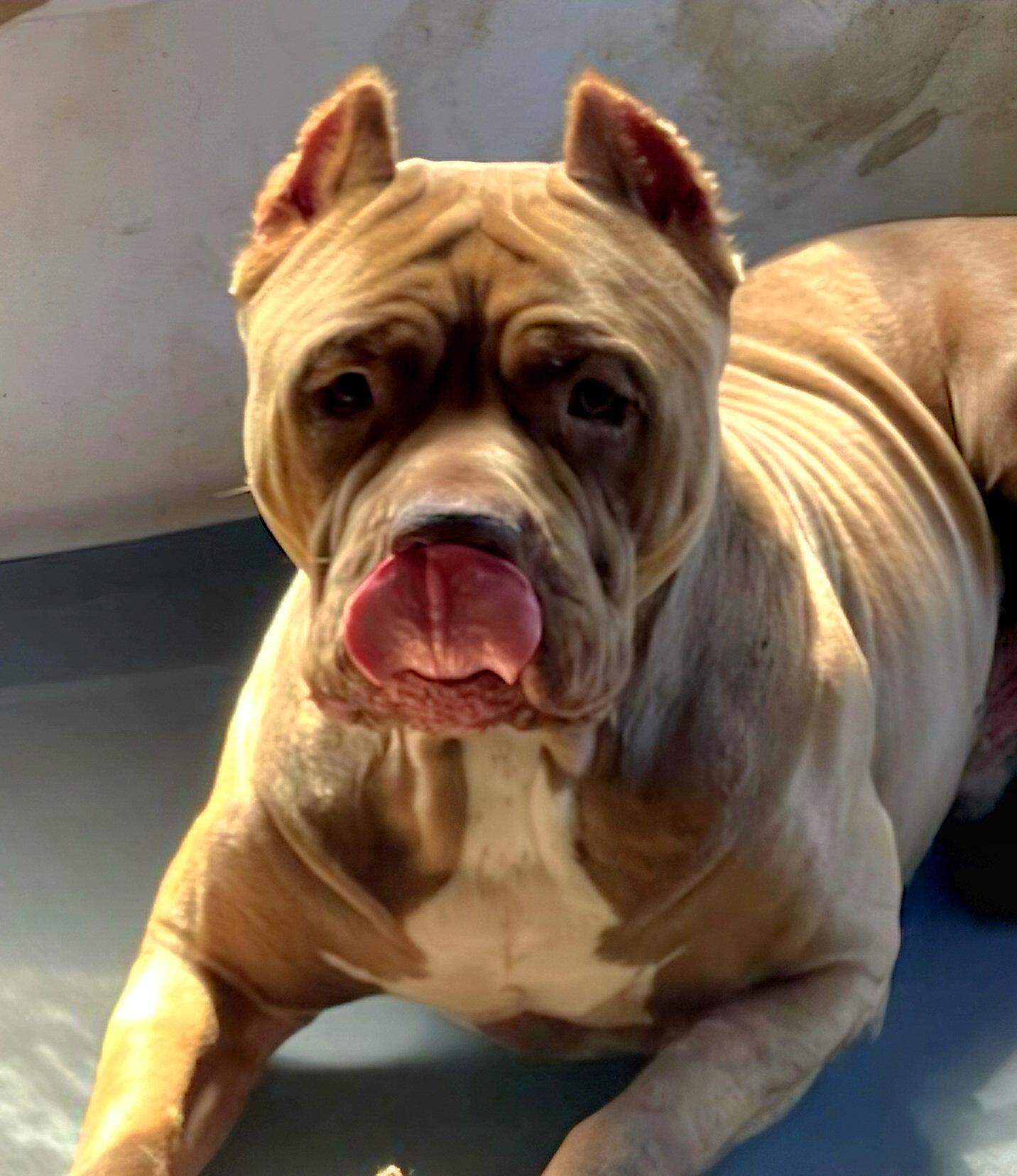 Brutus, Adoptable, Adult Male American Bulldog.