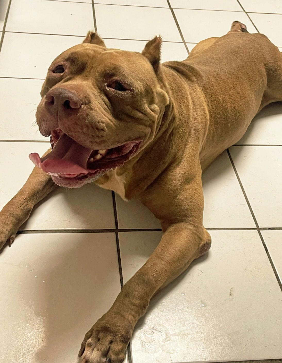 Brutus, Adoptable, Adult Male American Bulldog.