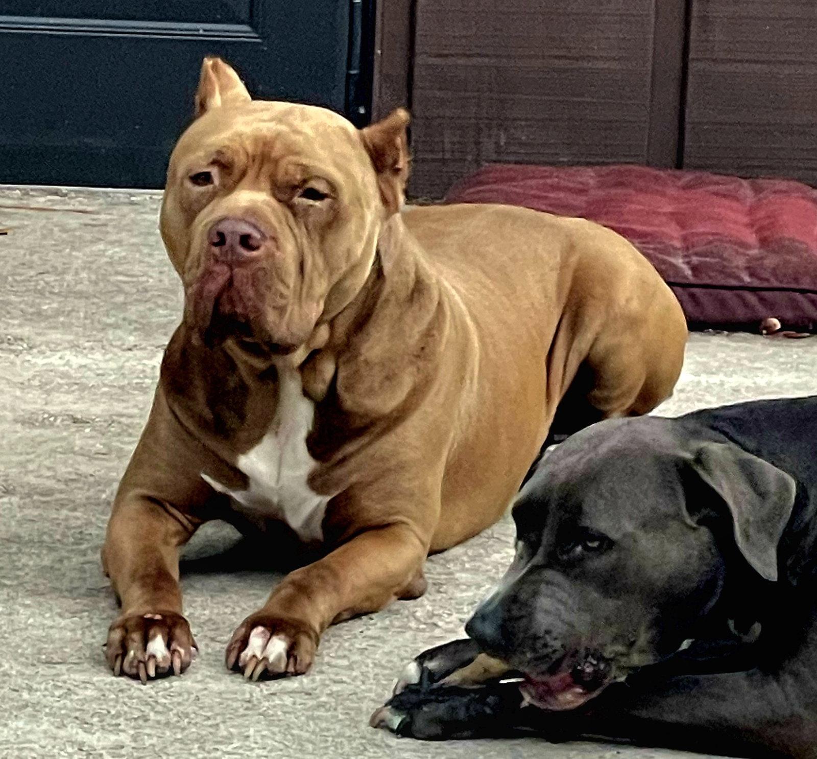 Enlarge Brutus, a Adoptable American Bulldog in Royal Palm Beach, FL image 2/3