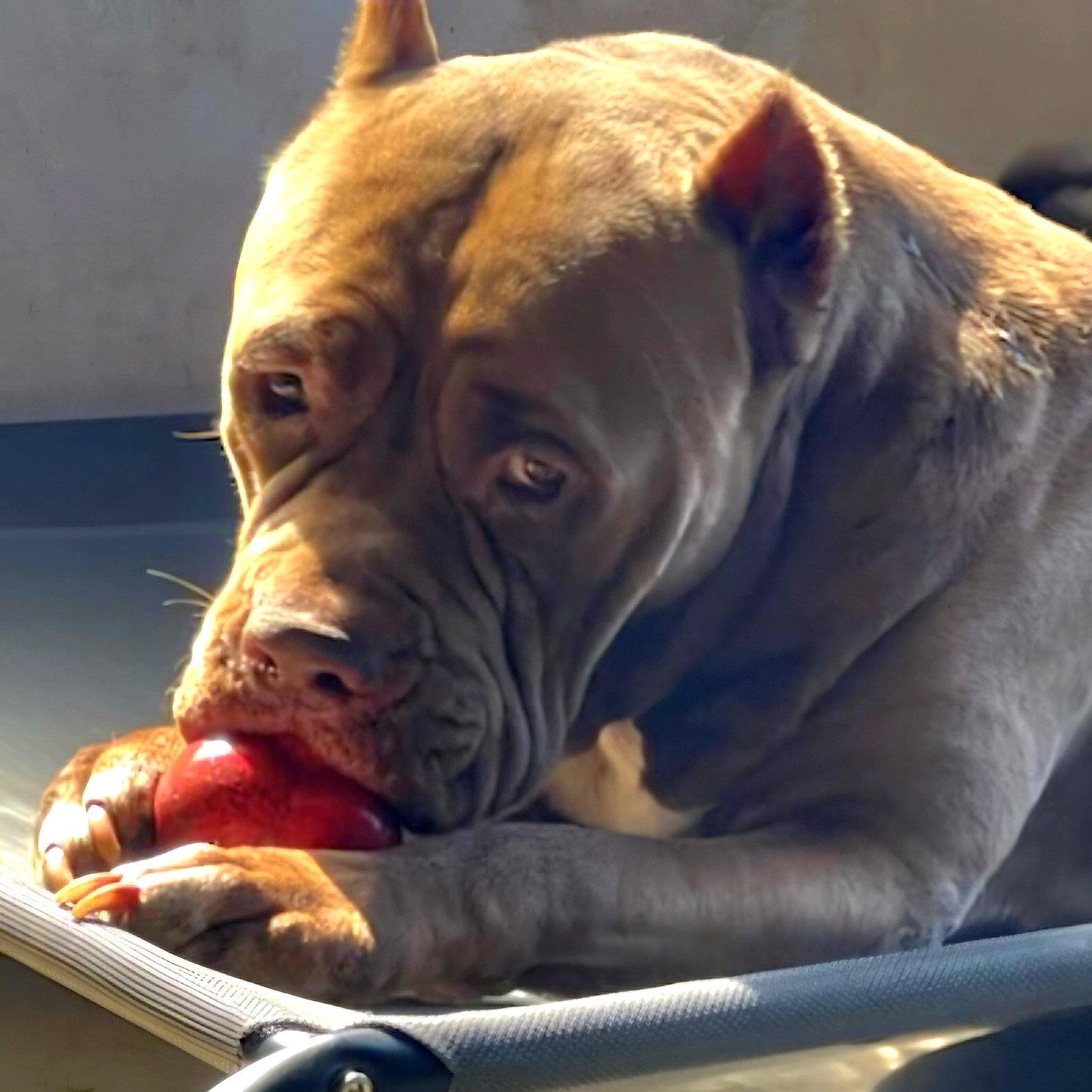 Enlarge Brutus, a Adoptable American Bulldog in Royal Palm Beach, FL image 3/3