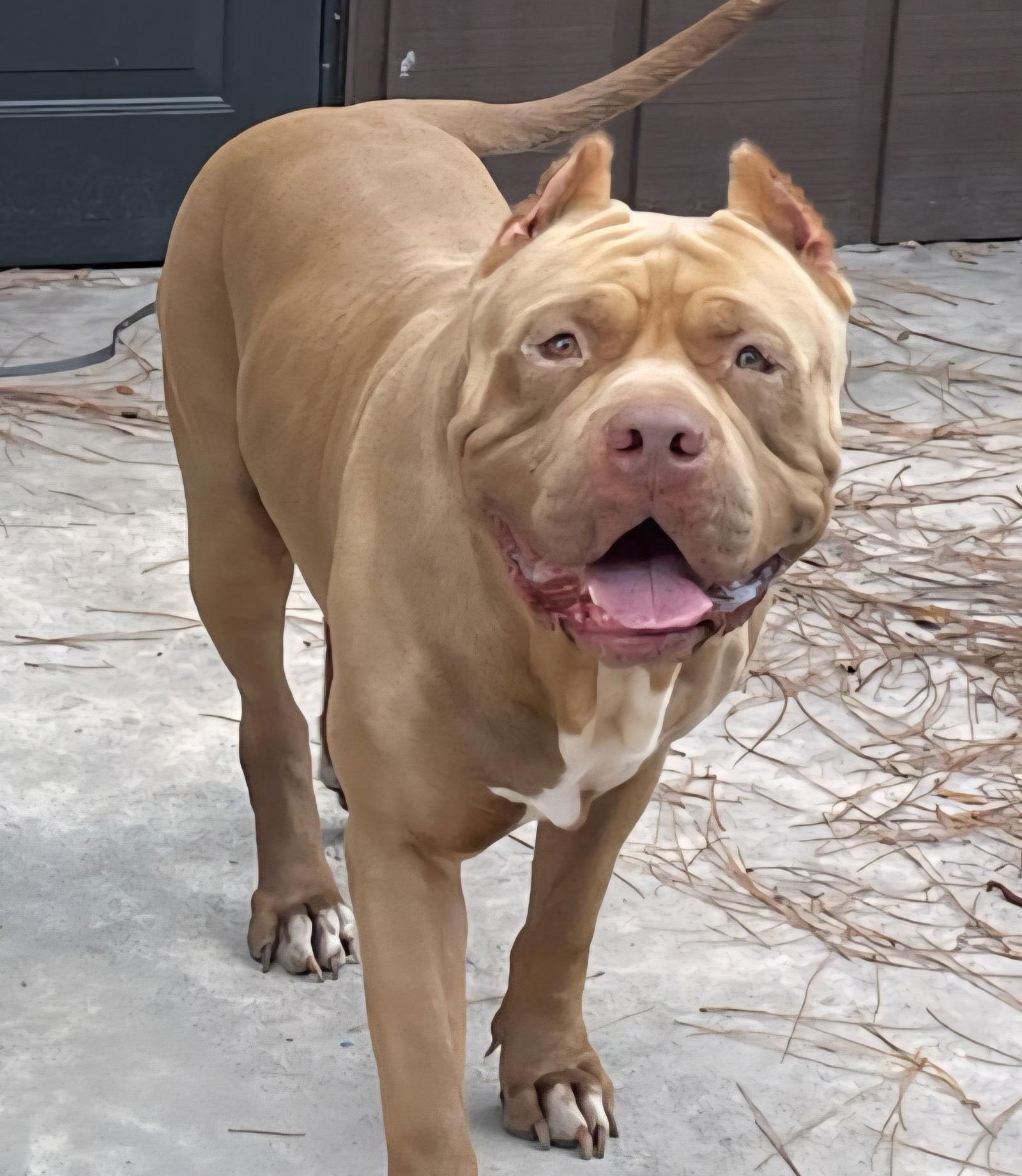 Brutus, Adoptable, Adult Male American Bulldog.