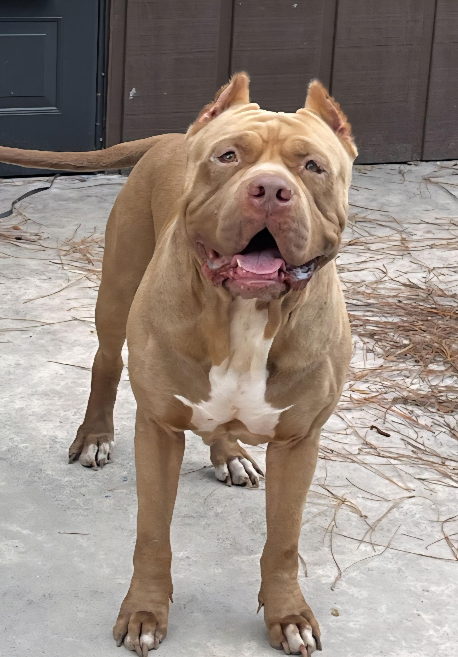 Brutus, a Adoptable American Bulldog in Royal Palm Beach, FL image 2/2