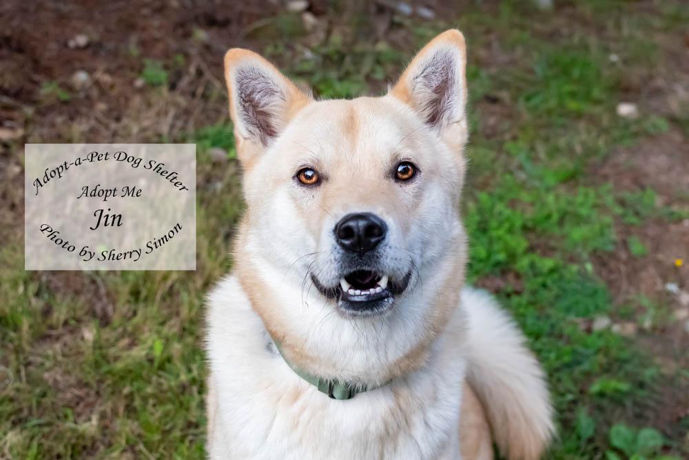 JIN, Adoptable, Adult Male Jindo.