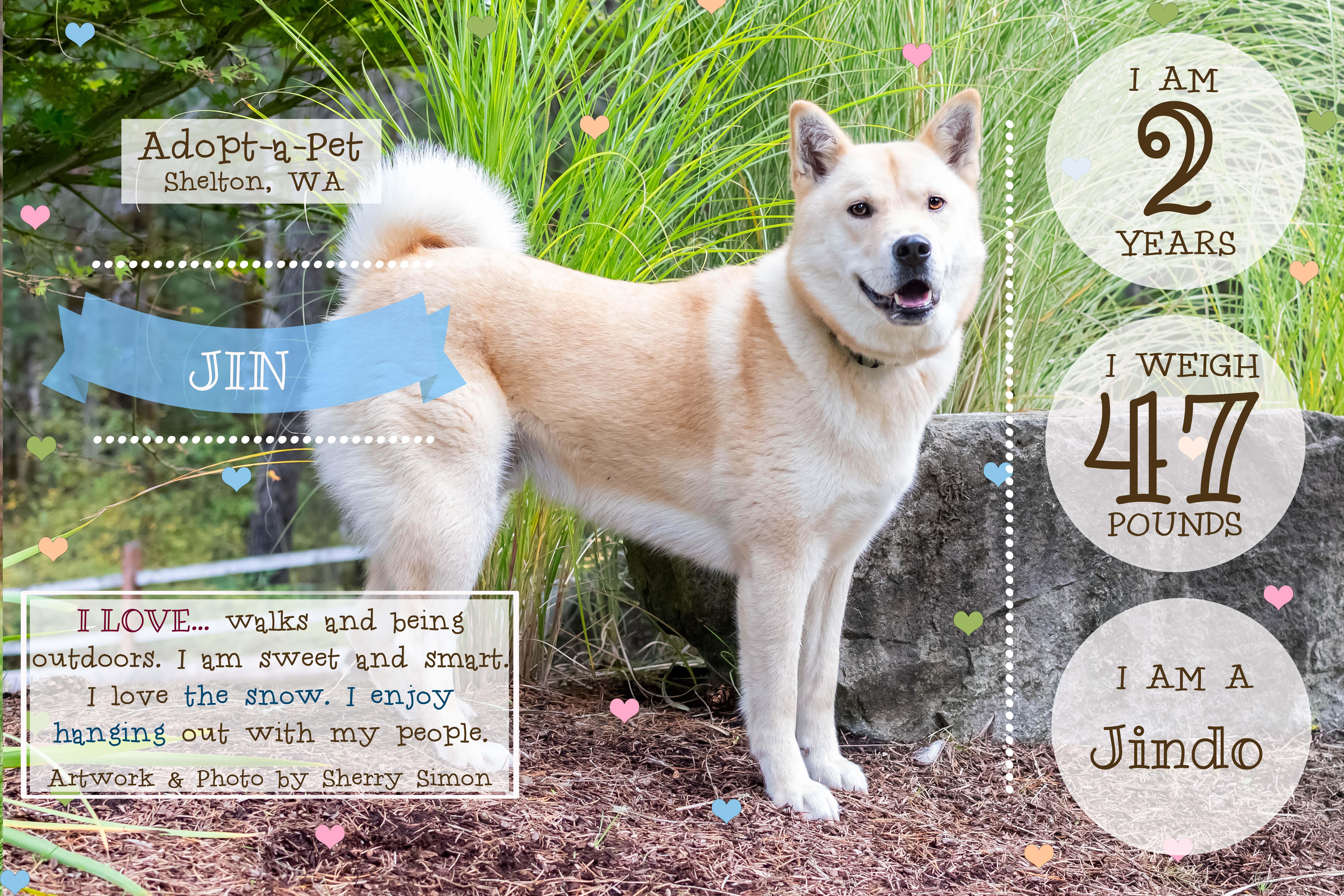 JIN, a Adoptable Jindo in Shelton, WA image 2/6
