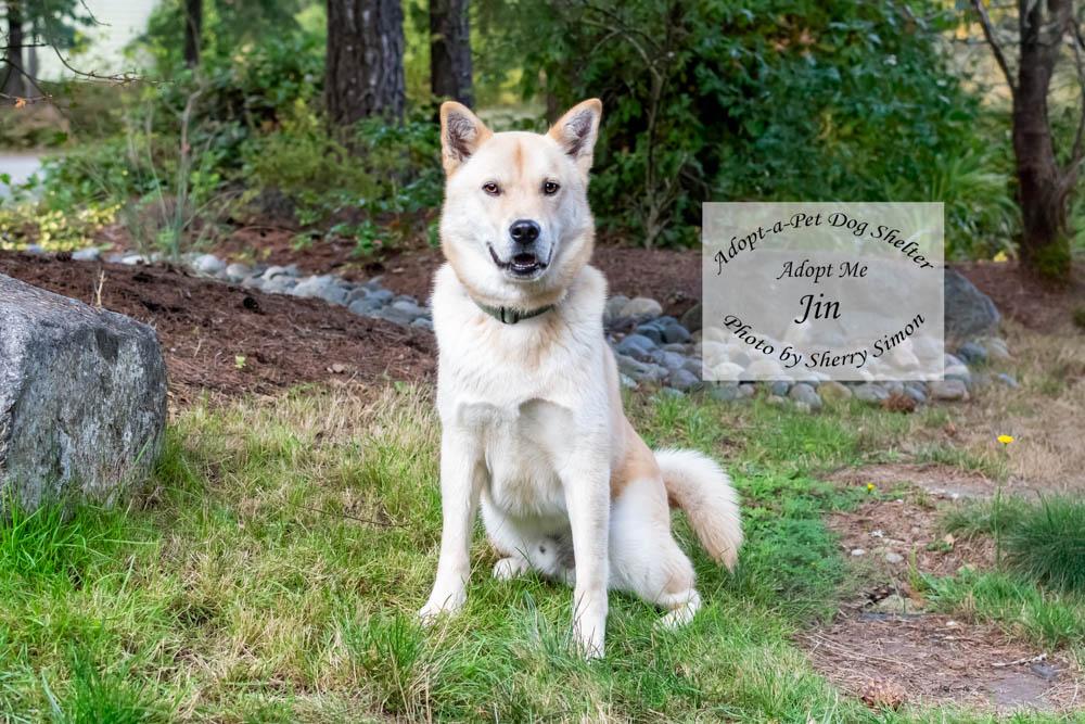 JIN, a Adoptable Jindo in Shelton, WA image 3/6