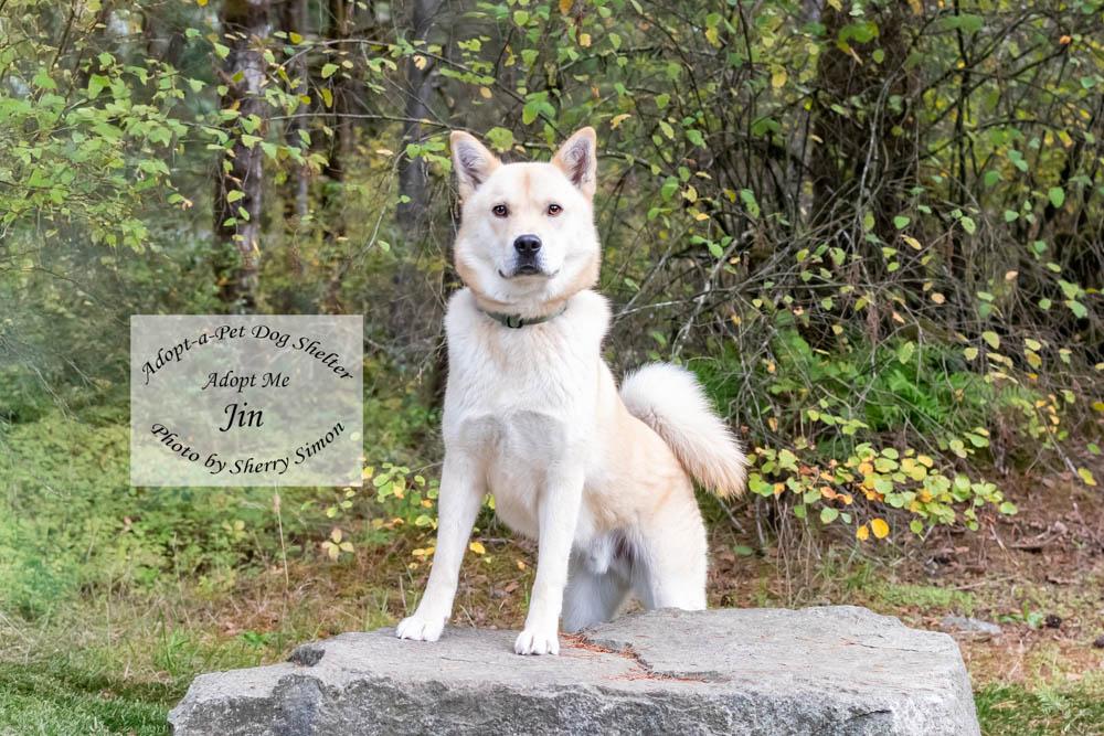 JIN, a Adoptable Jindo in Shelton, WA image 4/6