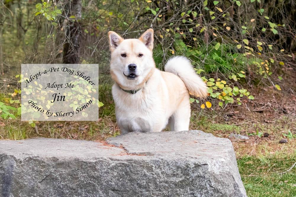 JIN, a Adoptable Jindo in Shelton, WA image 5/6