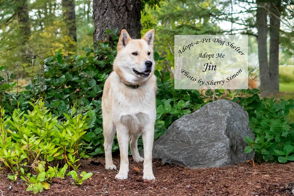 JIN, a Adoptable Jindo in Shelton, WA image 6/6