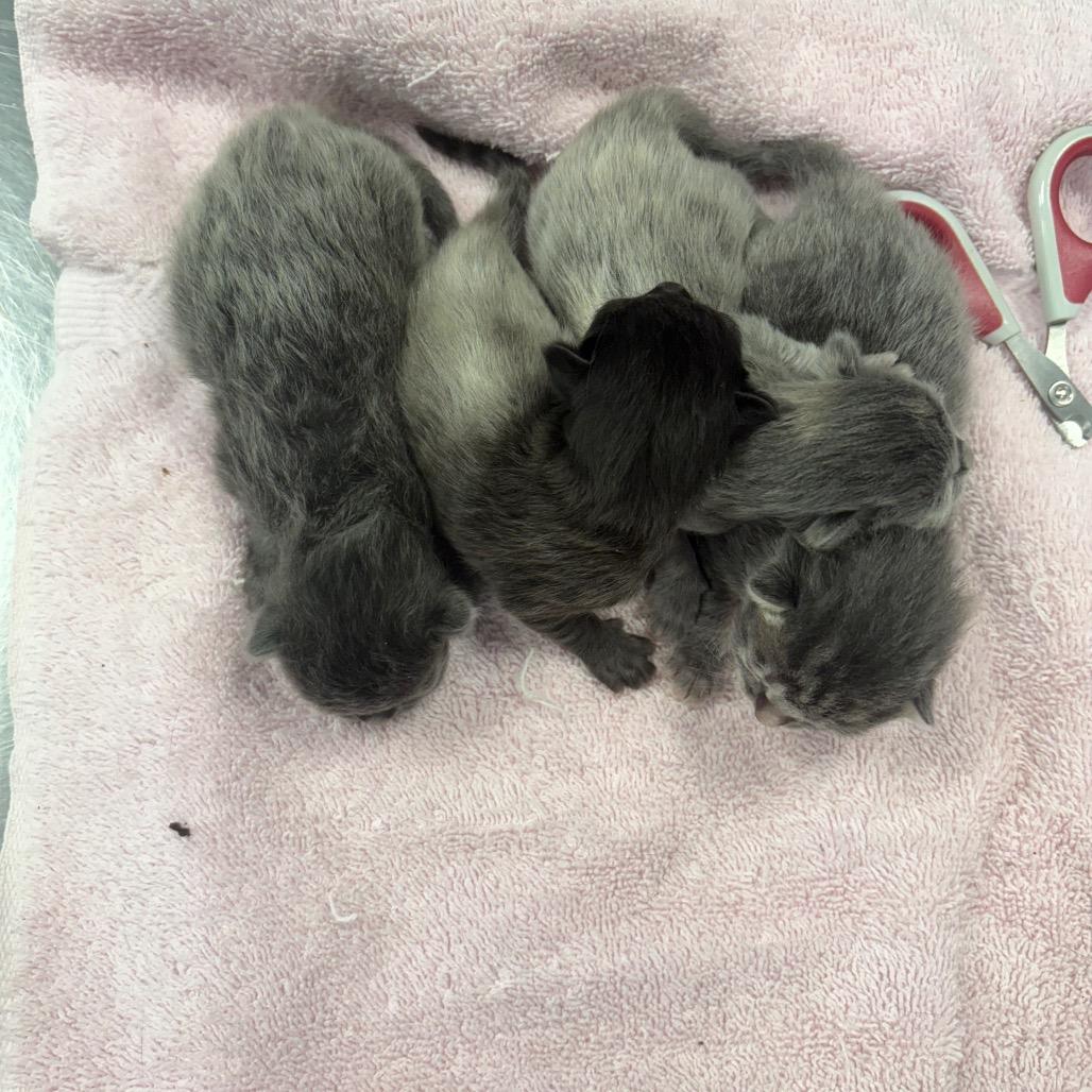 Enlarge Tarot, a Adoptable Domestic Medium Hair in South Burlington, VT image 1/6