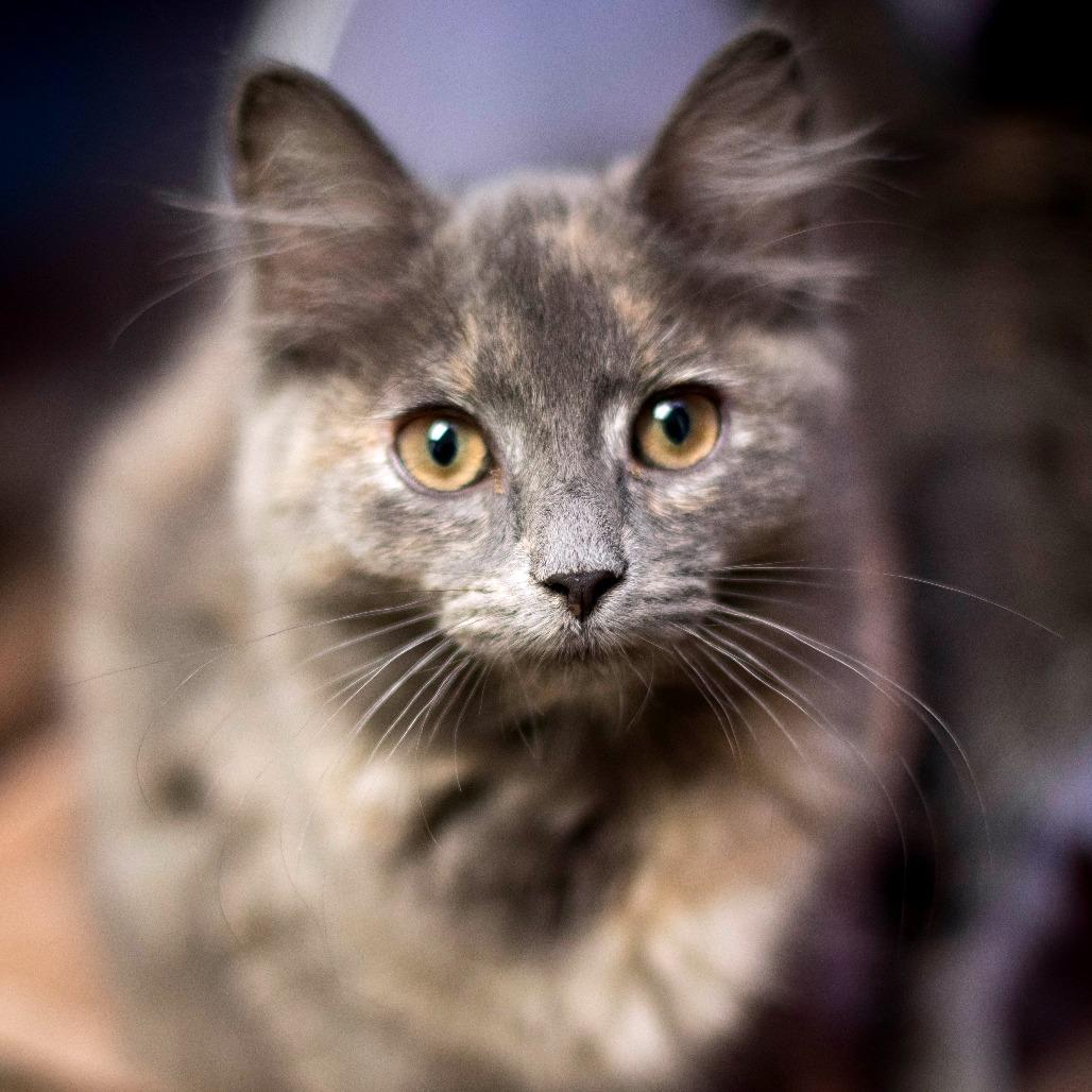 Enlarge Tarot, a Adoptable Domestic Medium Hair in South Burlington, VT image 2/6