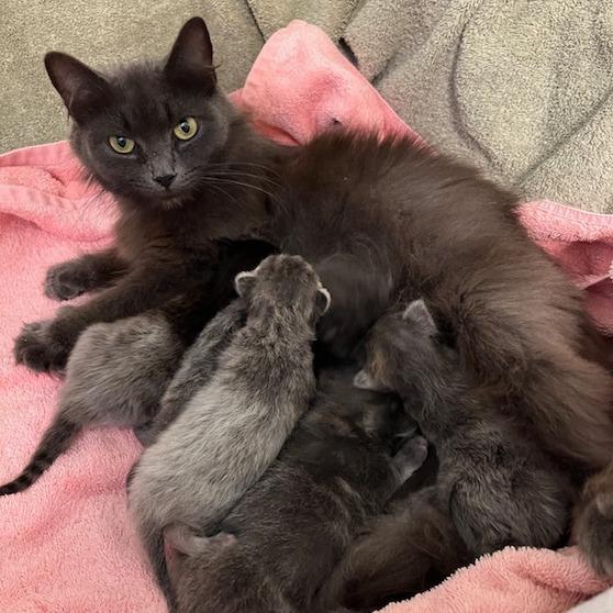 Enlarge Tarot, a Adoptable Domestic Medium Hair in South Burlington, VT image 3/6