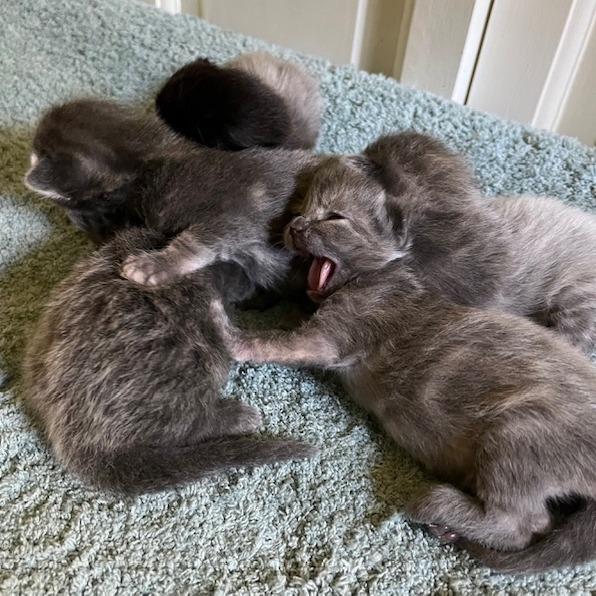 Enlarge Tarot, a Adoptable Domestic Medium Hair in South Burlington, VT image 4/6
