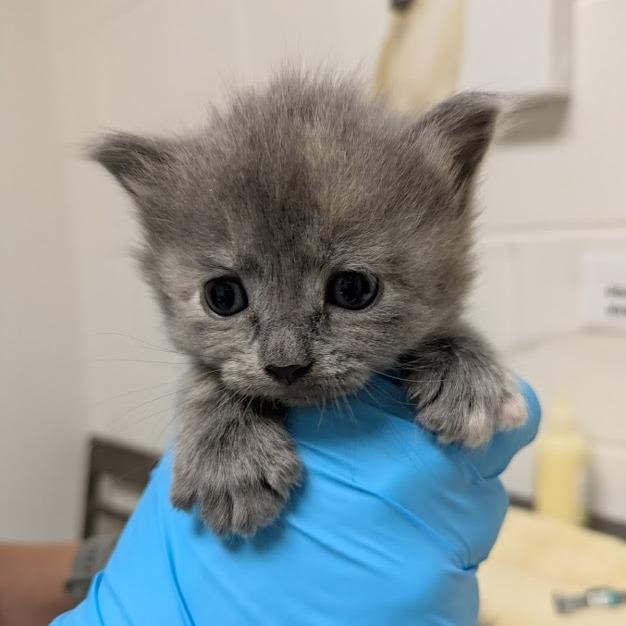 Enlarge Tarot, a Adoptable Domestic Medium Hair in South Burlington, VT image 5/6