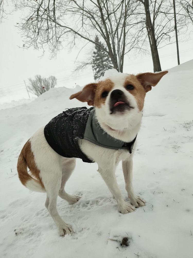 Enlarge Glimmer, a Adoptable mixed breed in Grove City, OH image 1/6