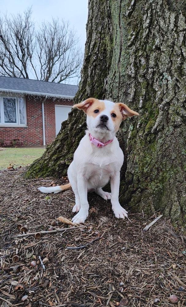 Enlarge Glimmer, a Adoptable mixed breed in Grove City, OH image 2/6