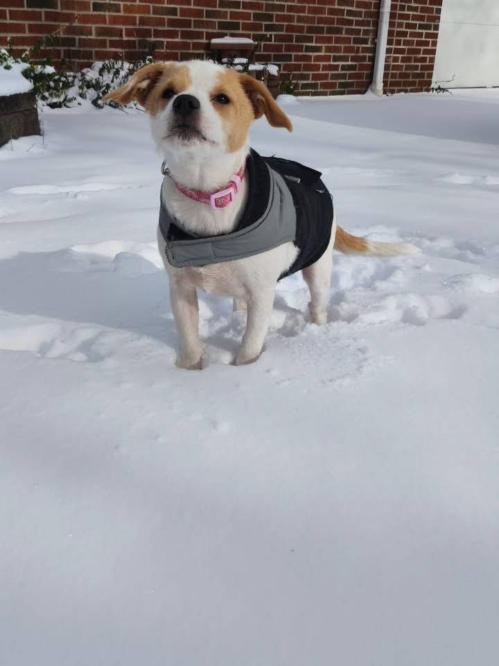 Enlarge Glimmer, a Adoptable mixed breed in Grove City, OH image 3/6