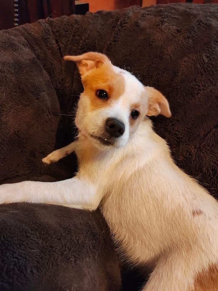 Enlarge Glimmer, a Adoptable mixed breed in Grove City, OH image 4/6