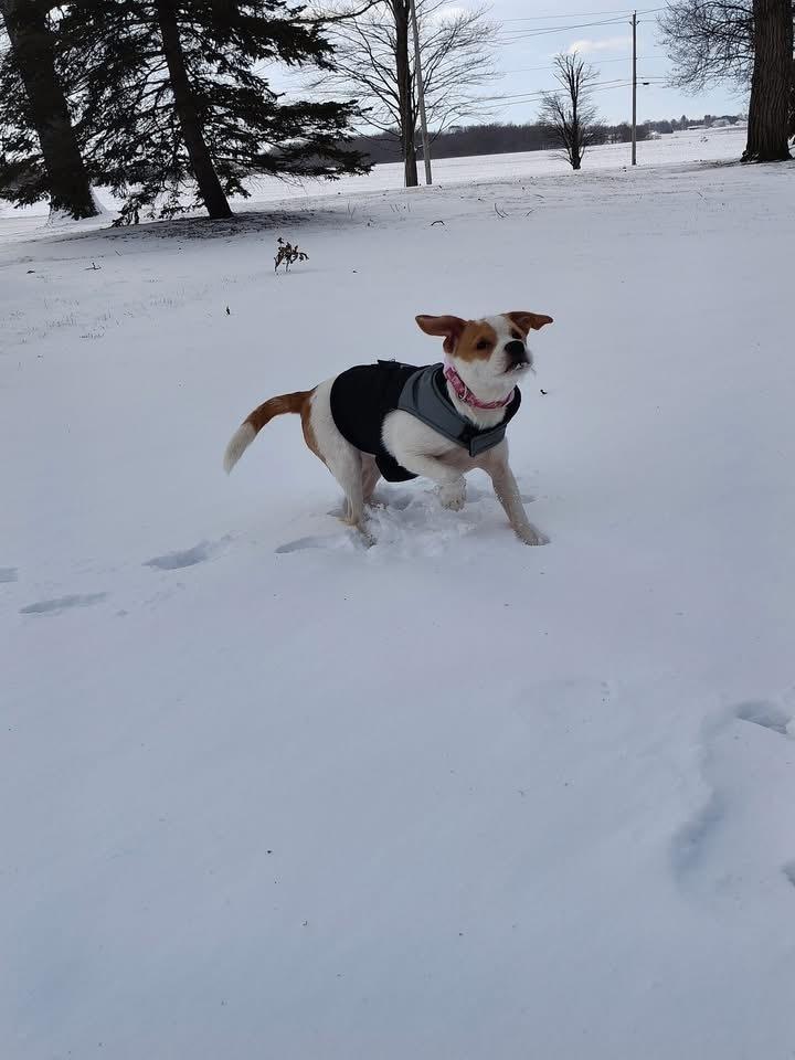 Enlarge Glimmer, a Adoptable mixed breed in Grove City, OH image 5/6