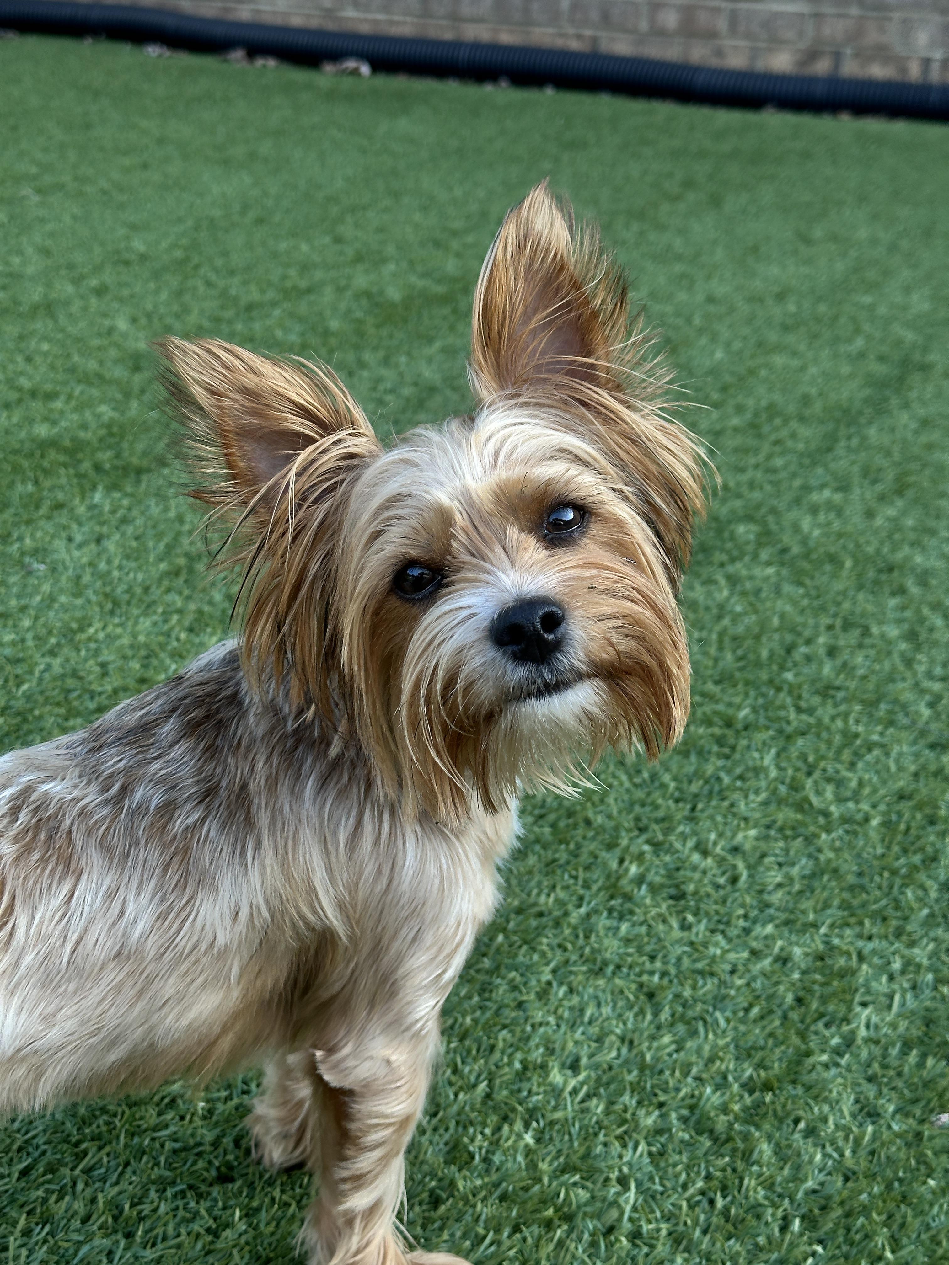 Enlarge Ella, a Adopted Yorkshire Terrier in Indian Trail, NC image 1/5