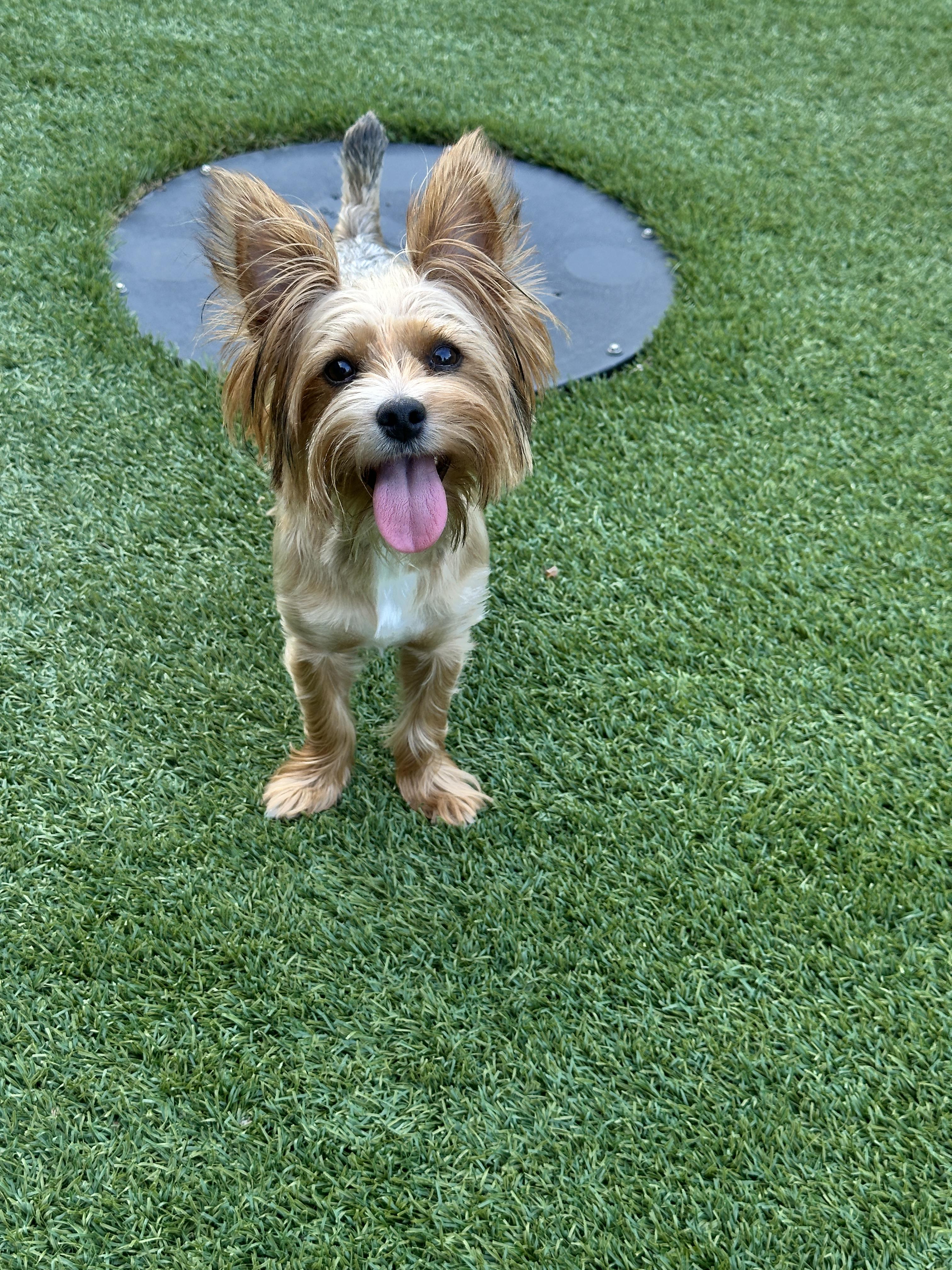 Enlarge Ella, a Adopted Yorkshire Terrier in Indian Trail, NC image 2/5