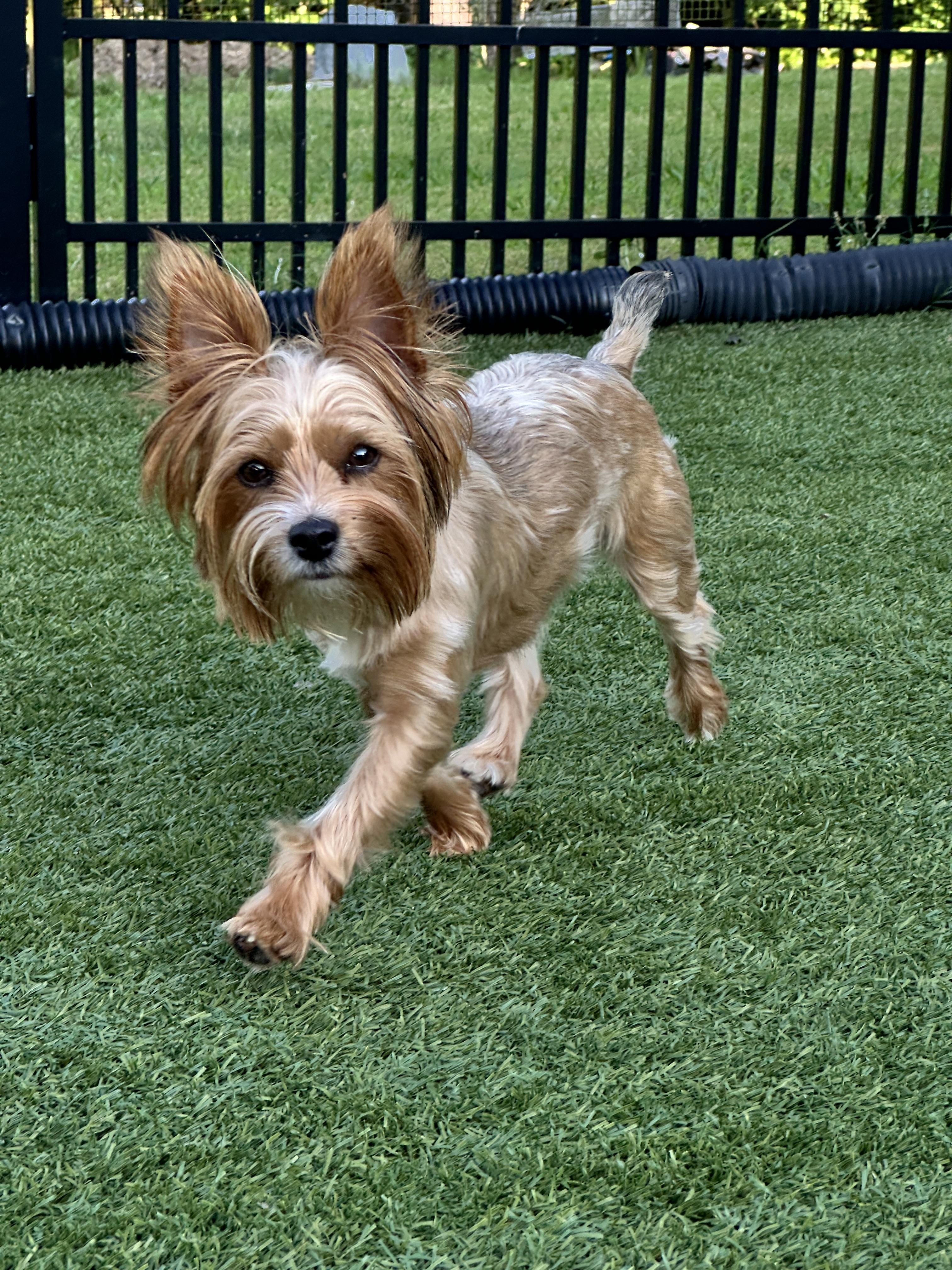 Enlarge Ella, a Adopted Yorkshire Terrier in Indian Trail, NC image 4/5