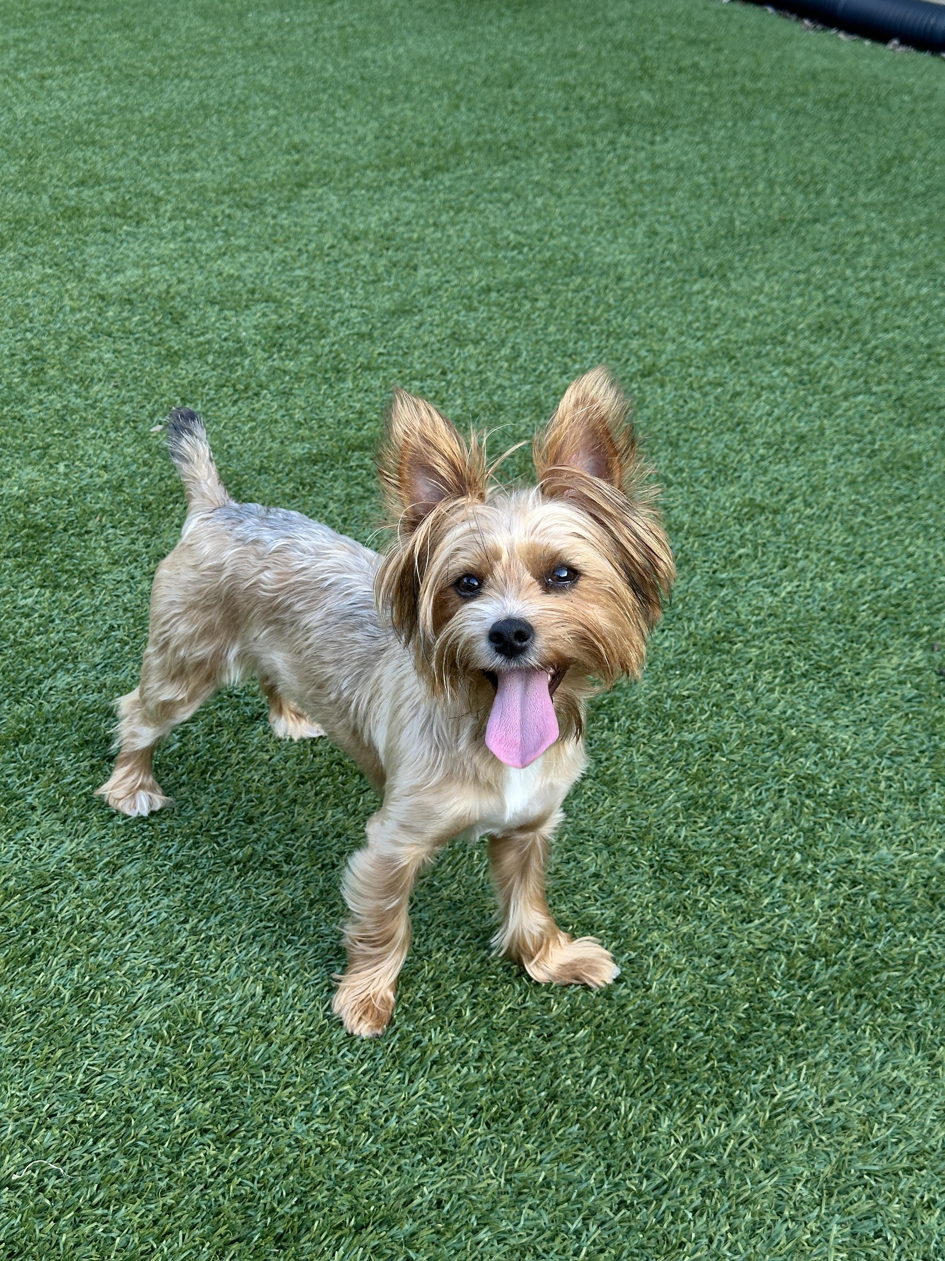 Enlarge Ella, a Adopted Yorkshire Terrier in Indian Trail, NC image 5/5