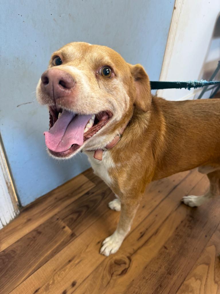 Rex, Adoptable, Adult Male American Staffordshire Terrier & Mixed Breed.