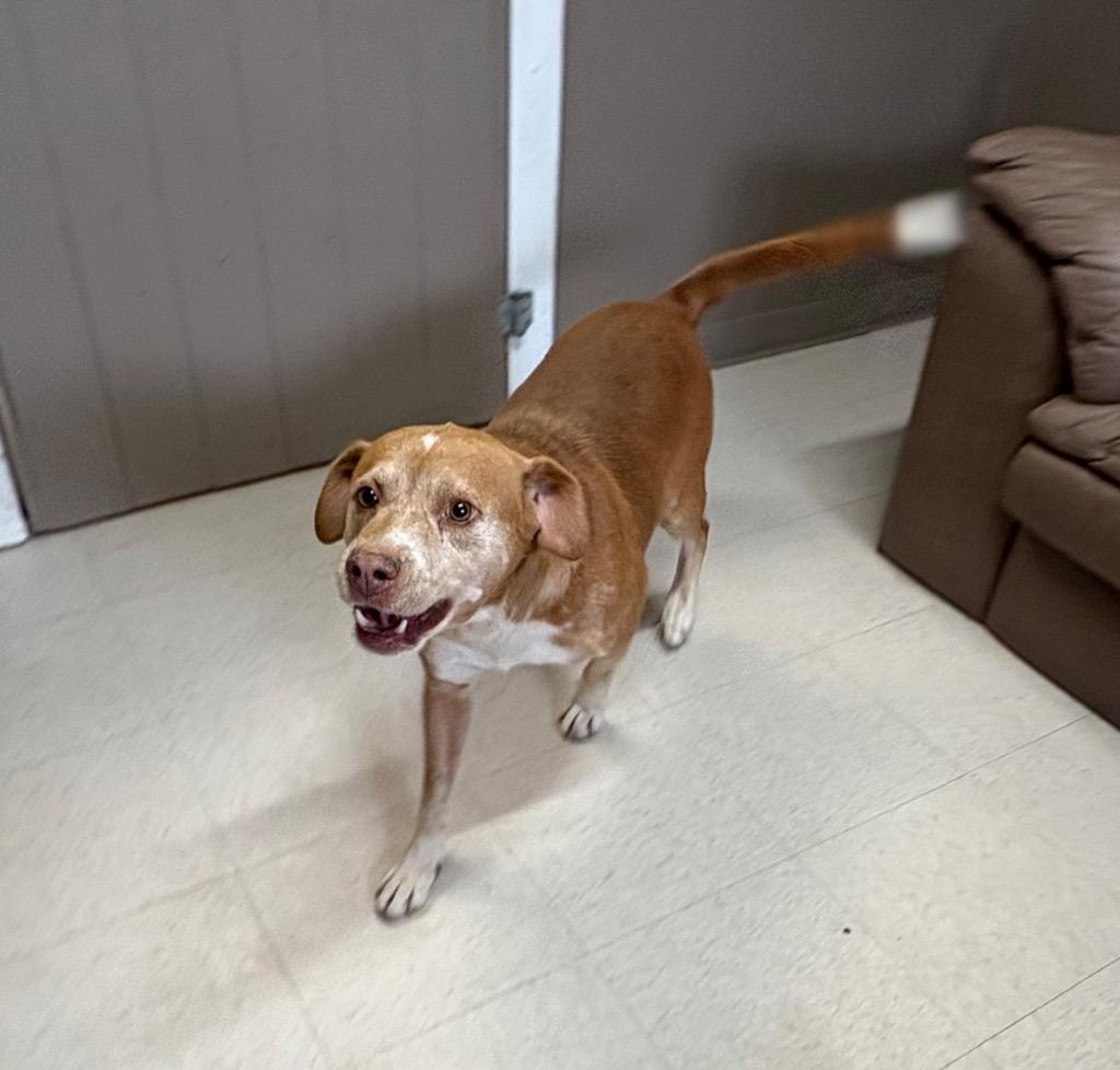 Enlarge Rex, a Adoptable mixed breed in Fayetteville, TN image 2/4