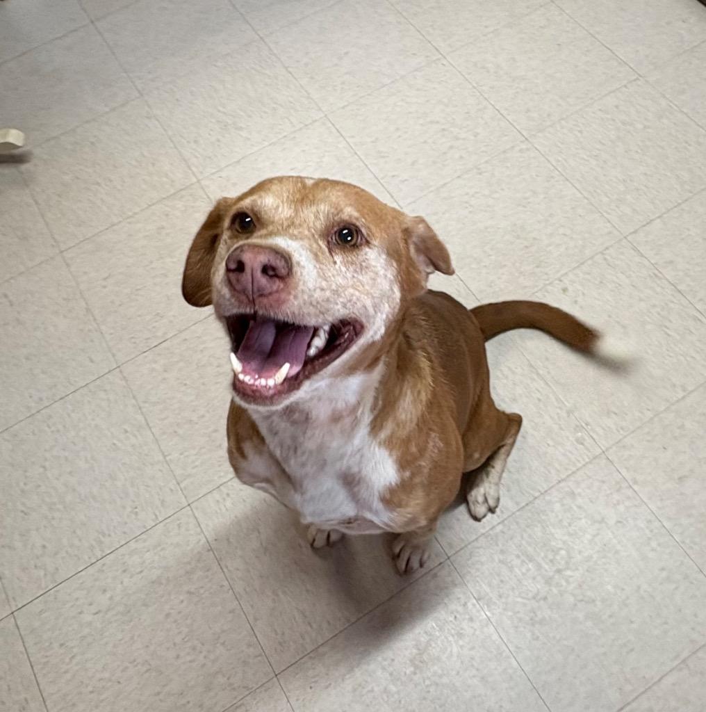 Enlarge Rex, a Adoptable mixed breed in Fayetteville, TN image 3/4