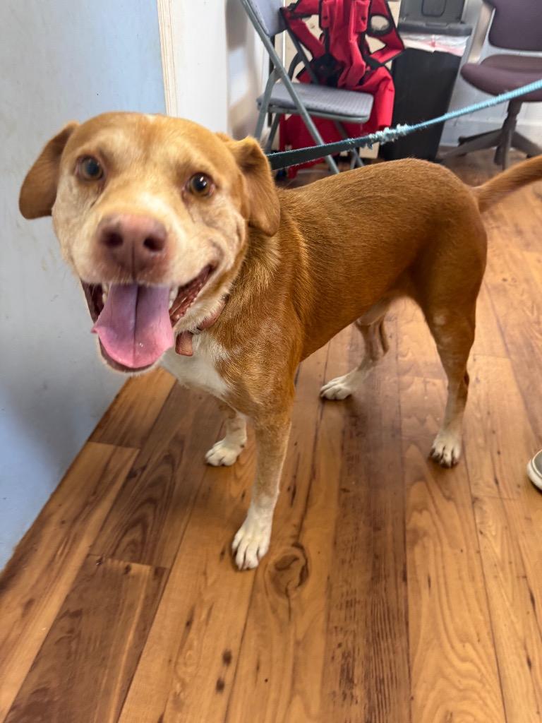 Enlarge Rex, a Adoptable mixed breed in Fayetteville, TN image 4/4