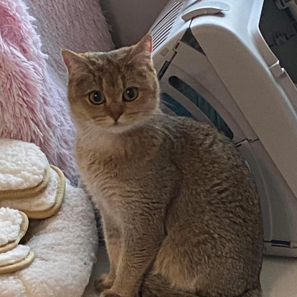 Crumpet, Adoptable, Adult Female British Shorthair.