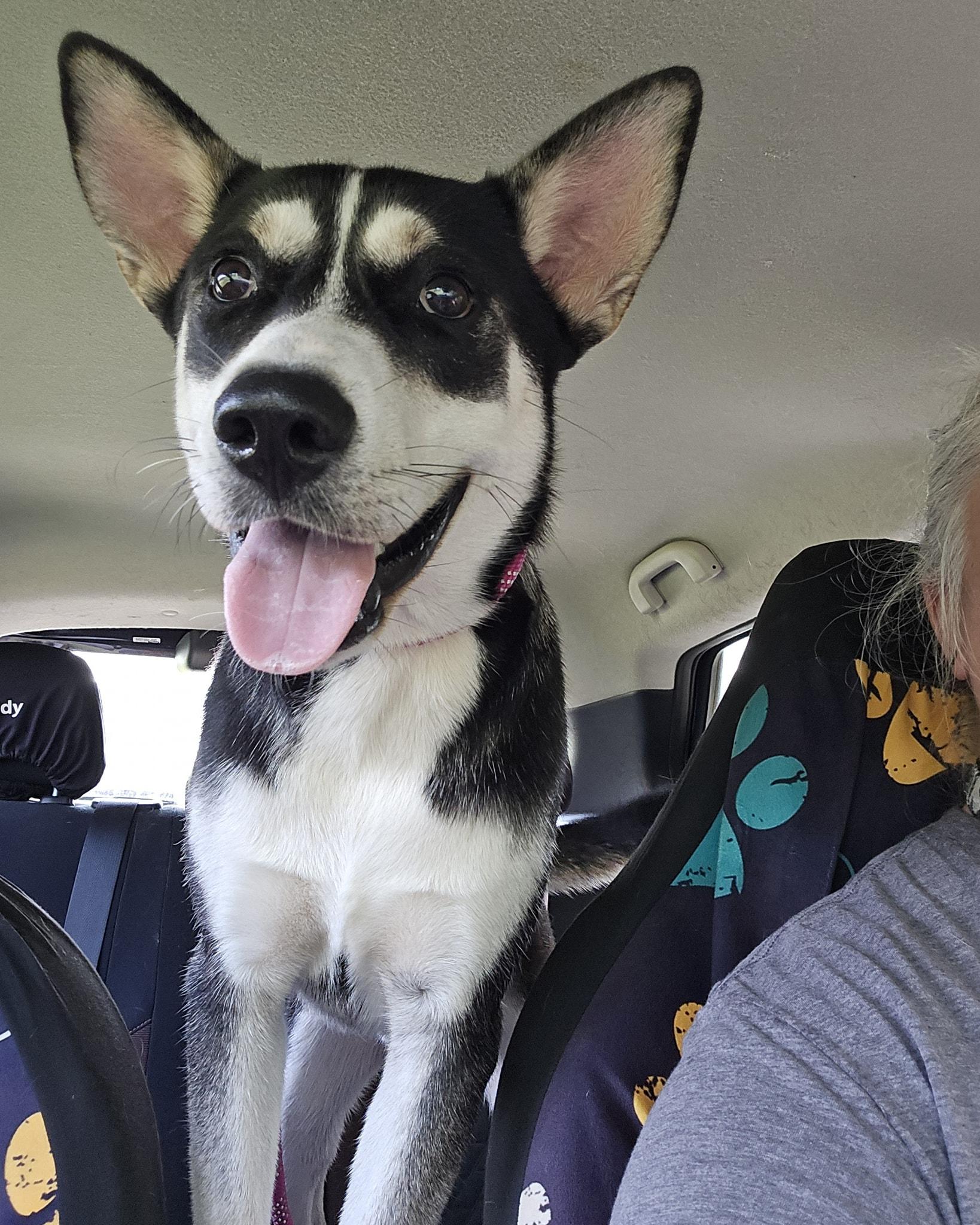 Chance, a Adoptable mixed breed in Oakland, NJ image 6/6