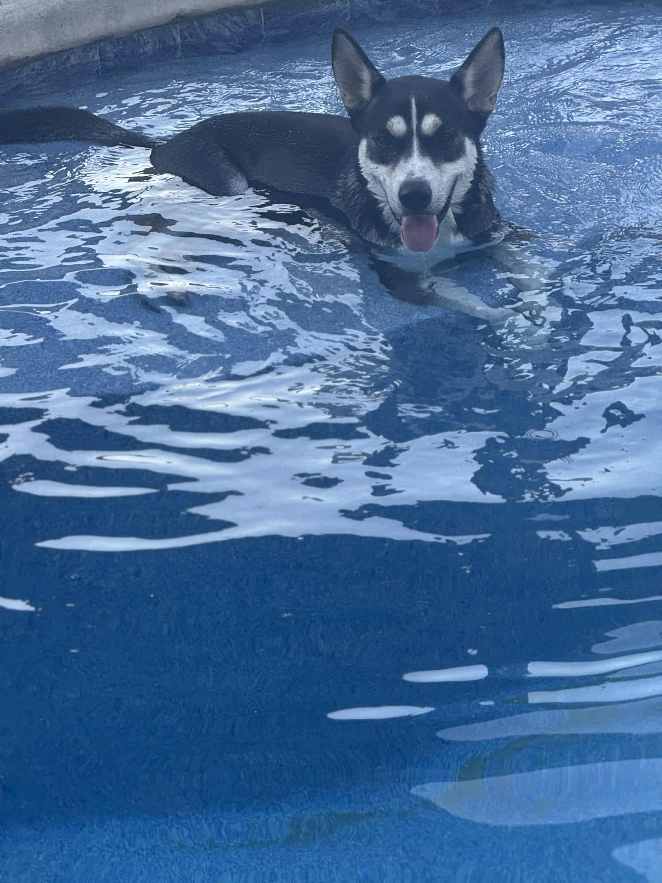 Chance, a Adoptable mixed breed in Oakland, NJ image 5/6