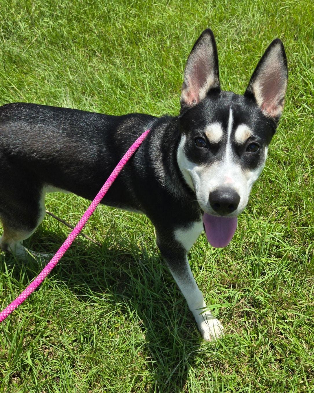 Chance, a Adoptable mixed breed in Oakland, NJ image 1/6