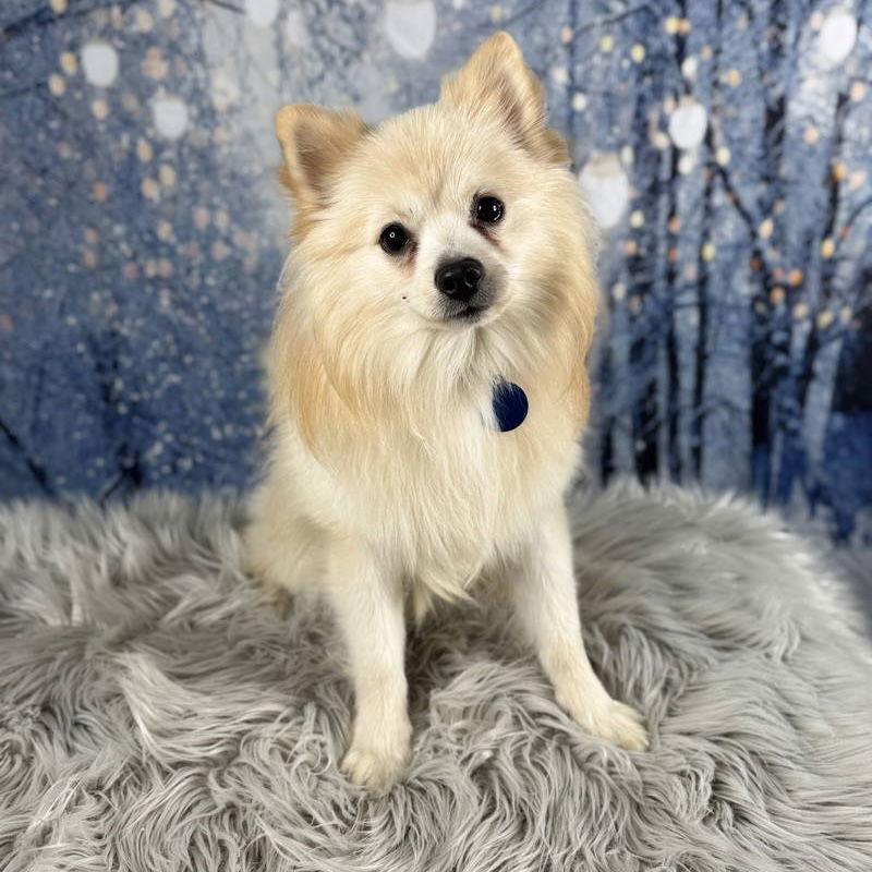 Enlarge Winston, a Adoptable Pomeranian in Garland, TX image 1/3