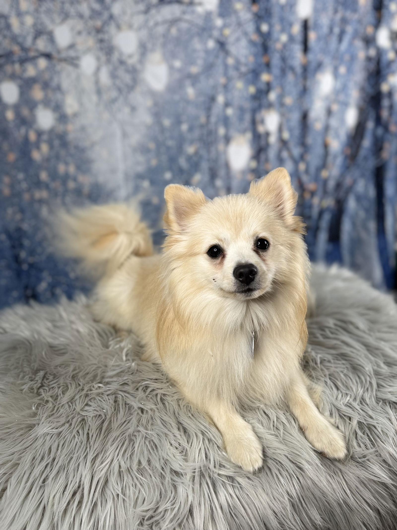 Enlarge Winston, a Adoptable Pomeranian in Garland, TX image 2/3