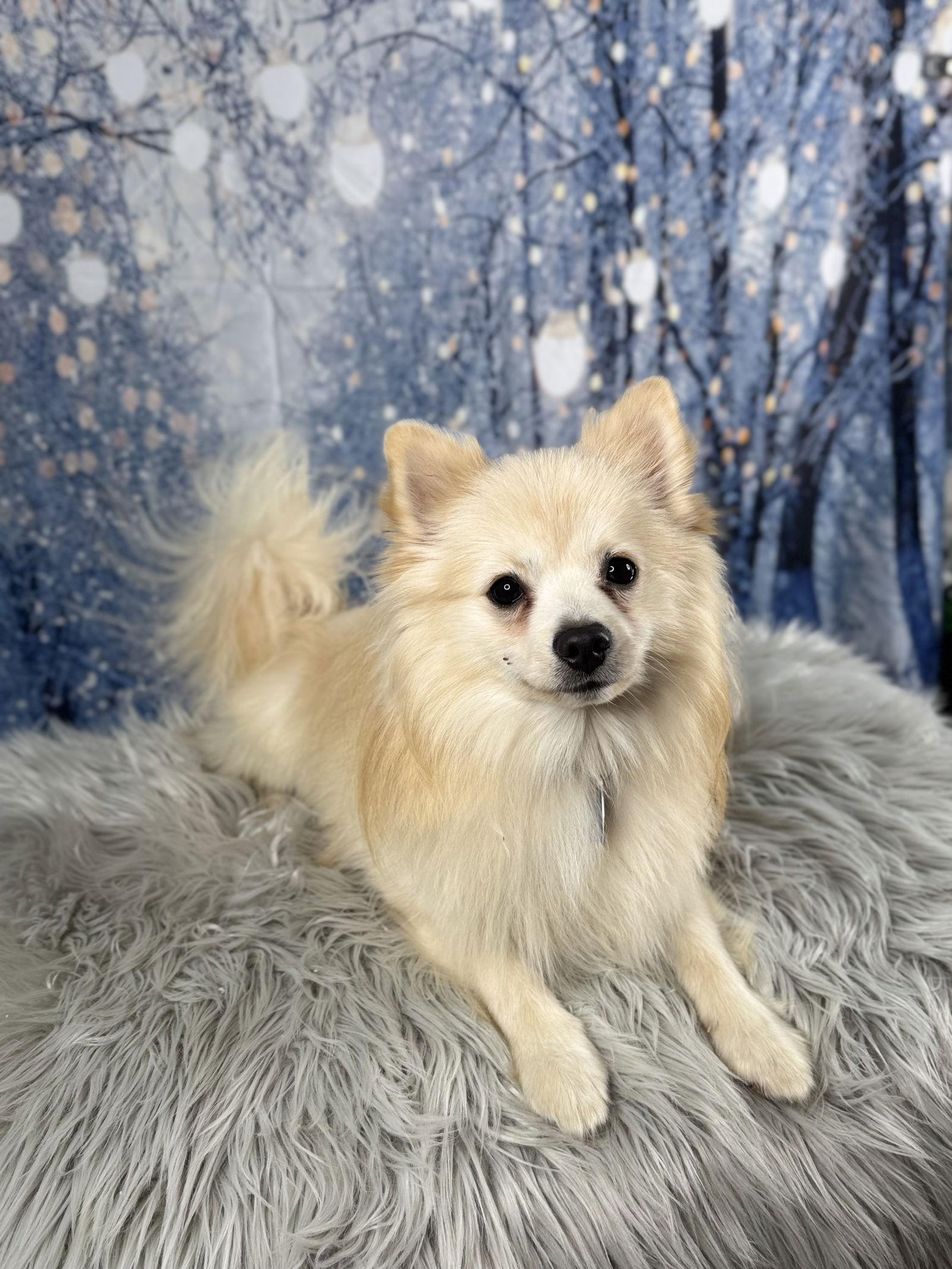 Enlarge Winston, a Adoptable Pomeranian in Garland, TX image 3/3
