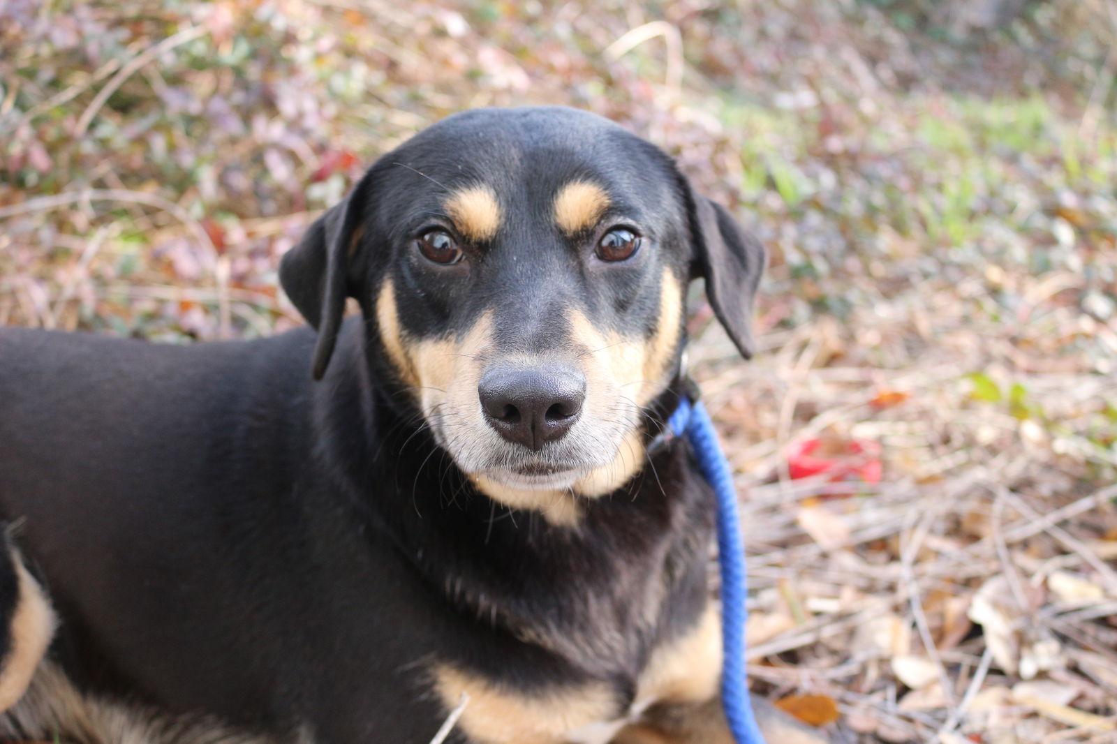 Ashley Judd, a Adoptable Shepherd in Jackson, MS image 1/3