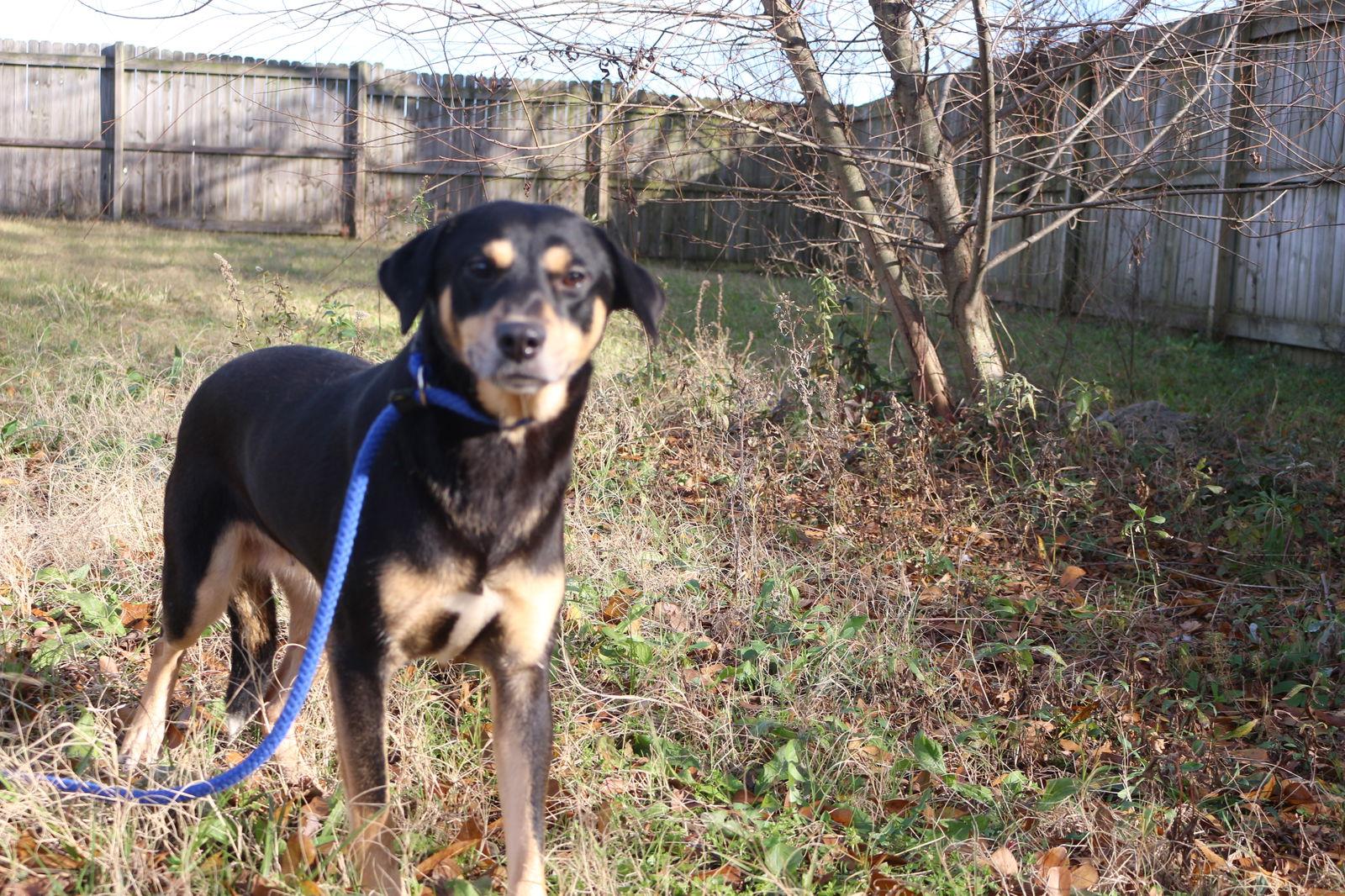 Ashley Judd, a Adoptable Shepherd in Jackson, MS image 2/3