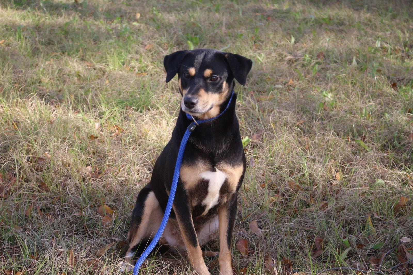 Ashley Judd, a Adoptable Shepherd in Jackson, MS image 3/3