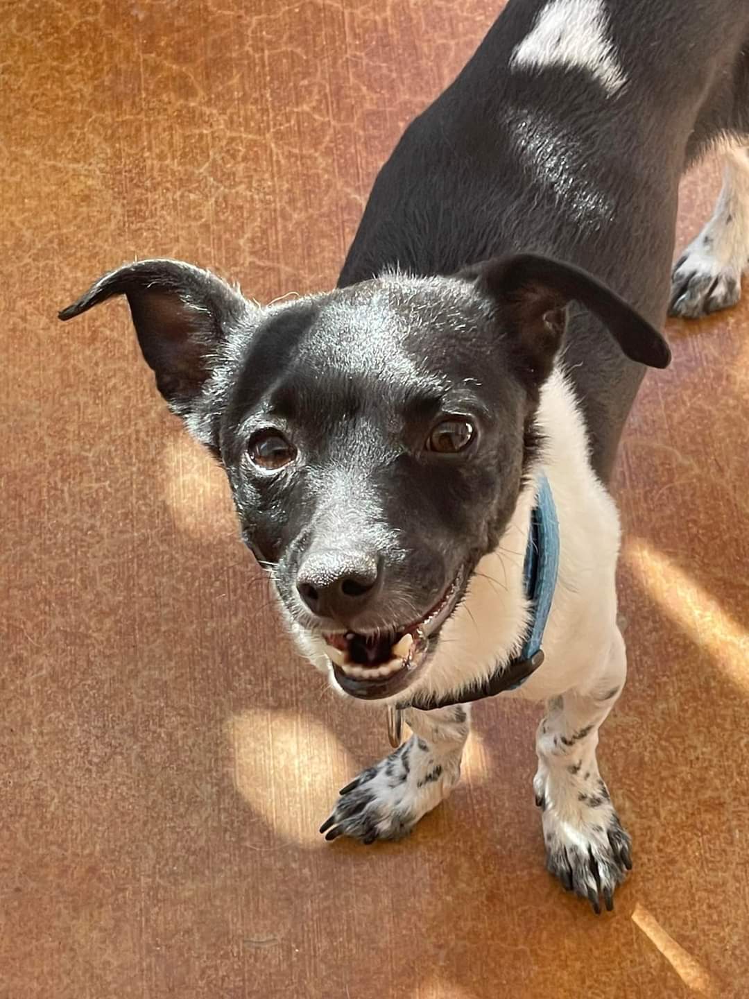 snoop, Adult Male Chihuahua