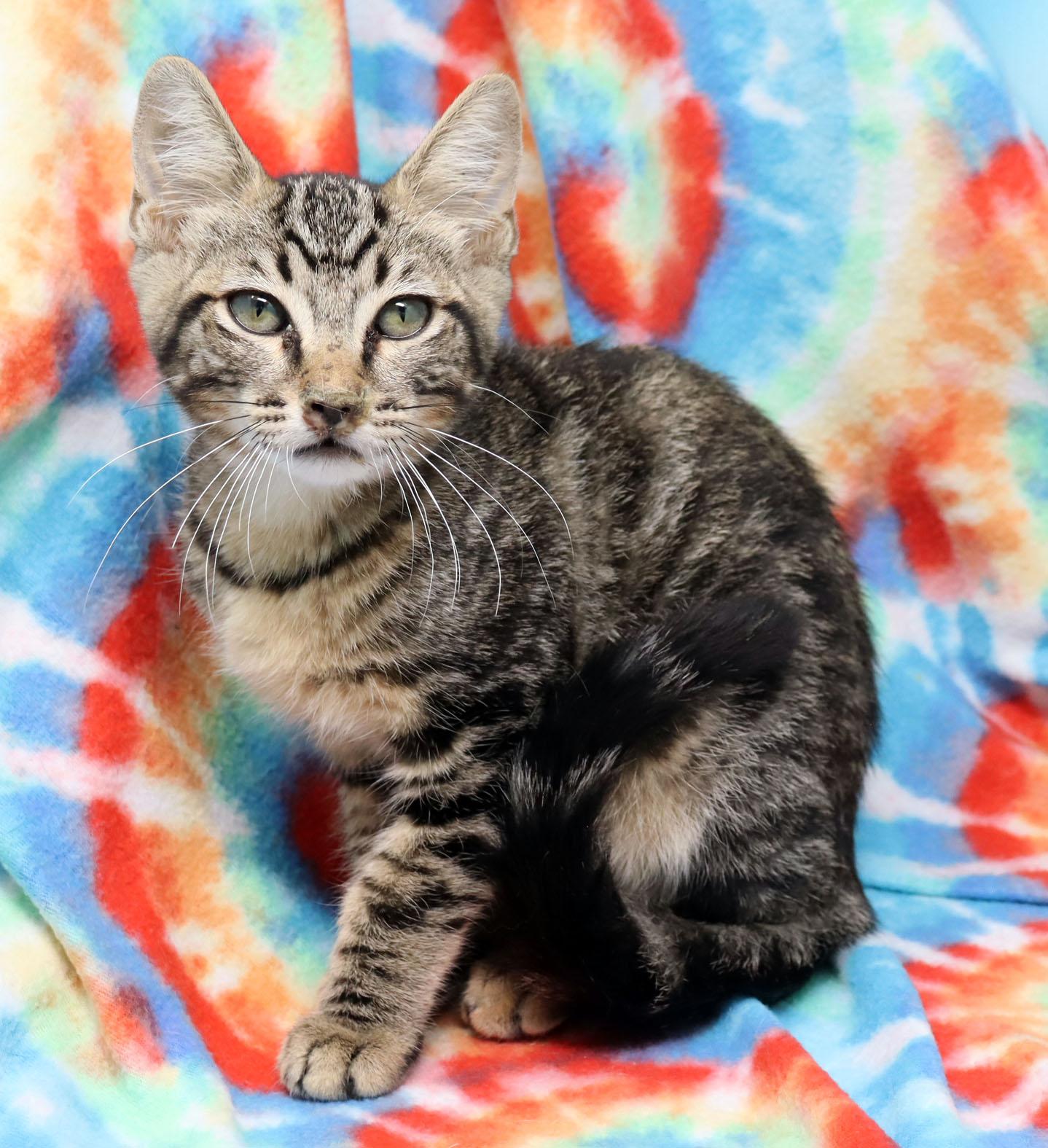 Doppler