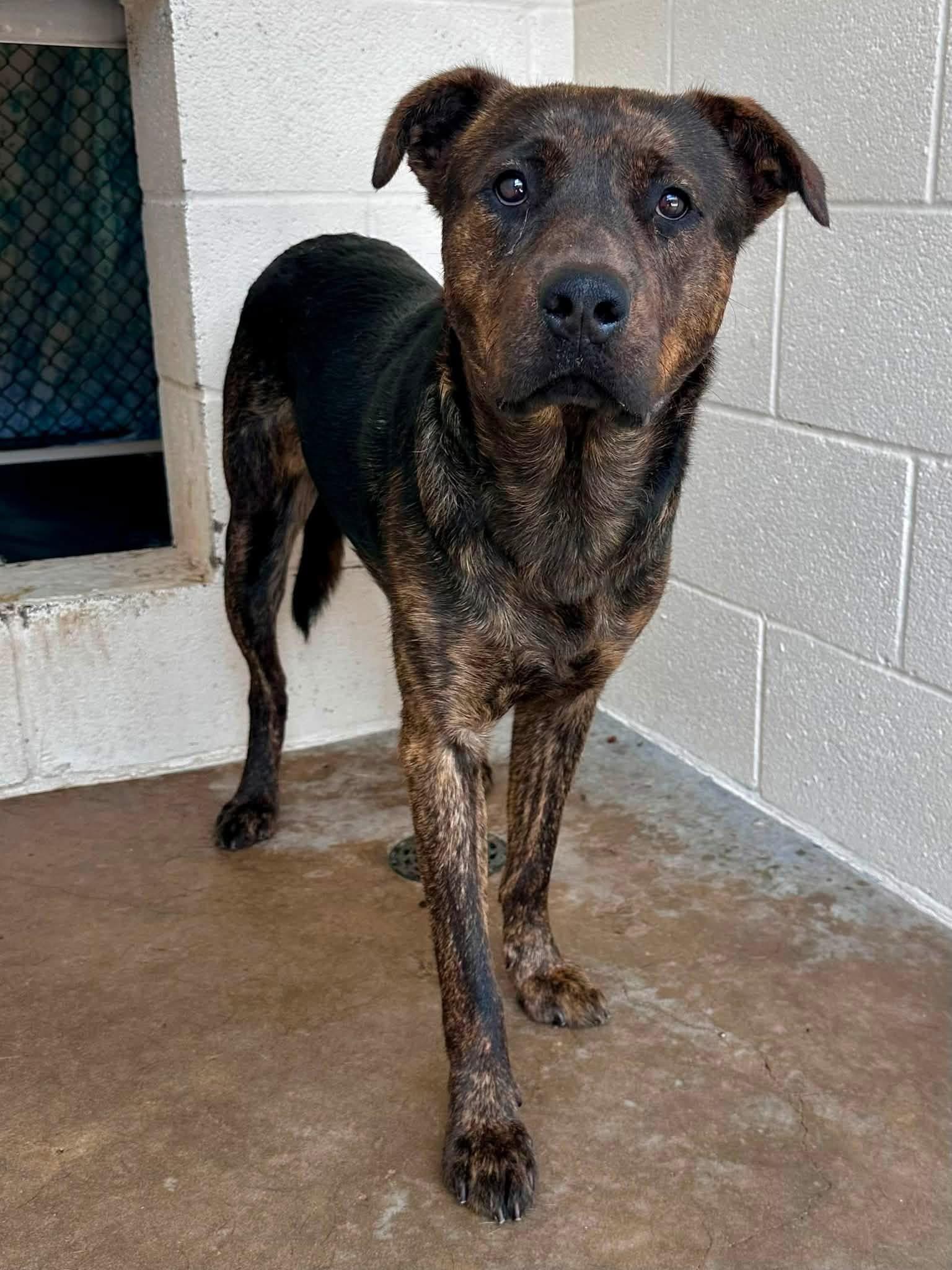 Enlarge Roll, a ADOPTABLE mixed breed in Sherman, TX image 2/2
