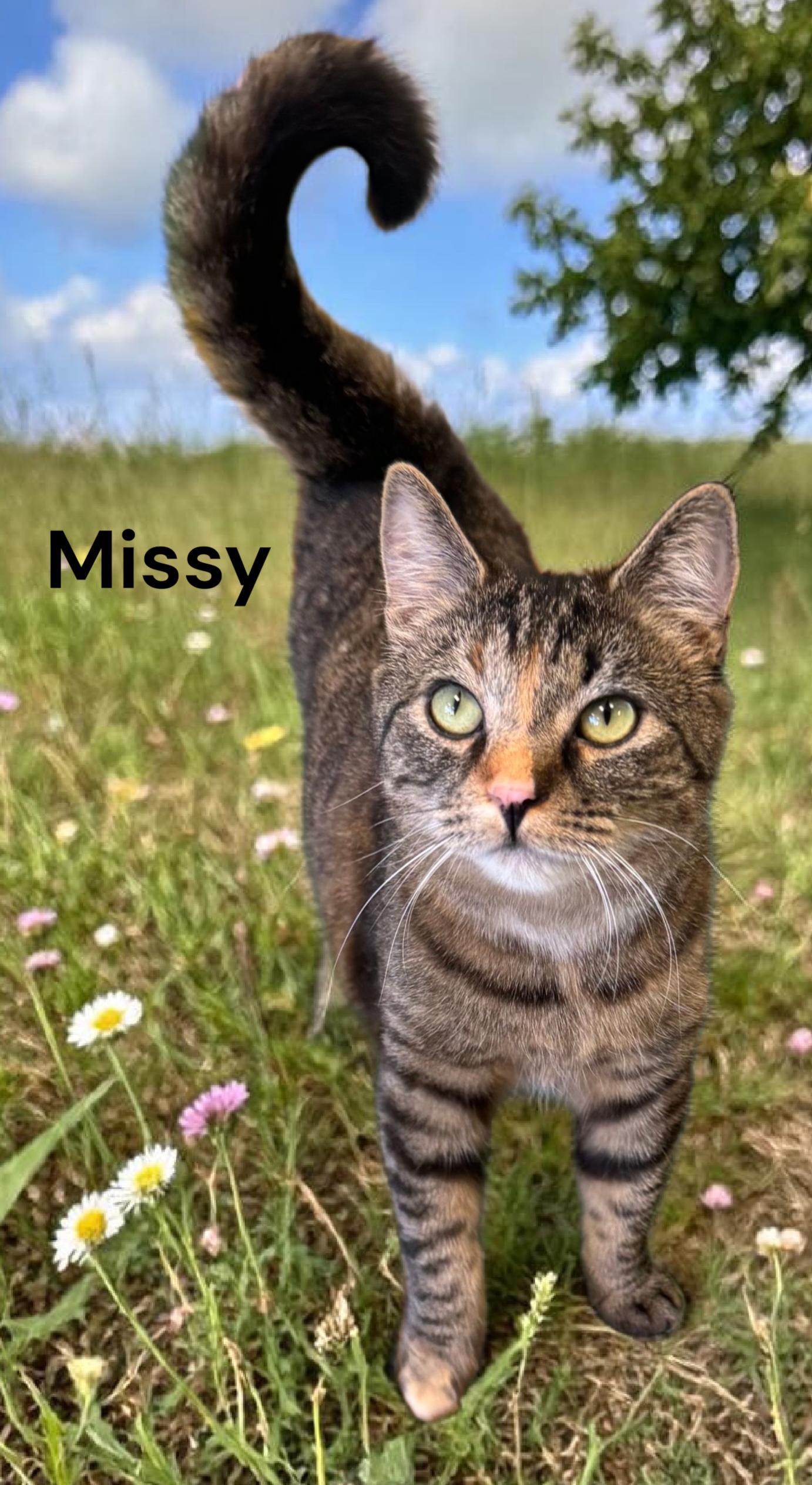 Missy, Adoptable, Young Female Tabby.
