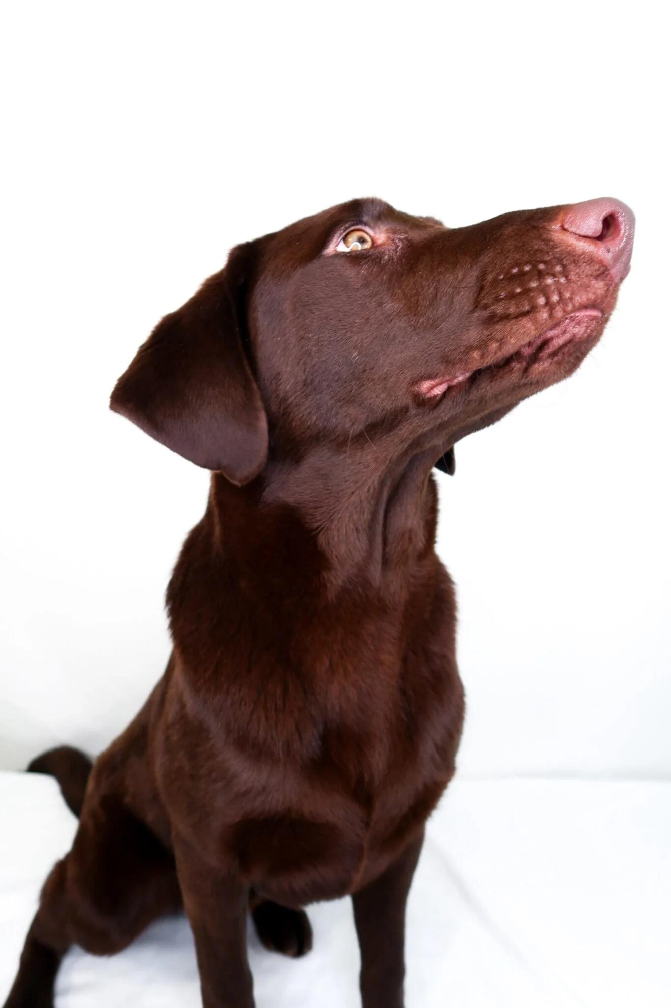 Enlarge James Brown, an adoptable Labradoodle in Bixby, OK image 6/6