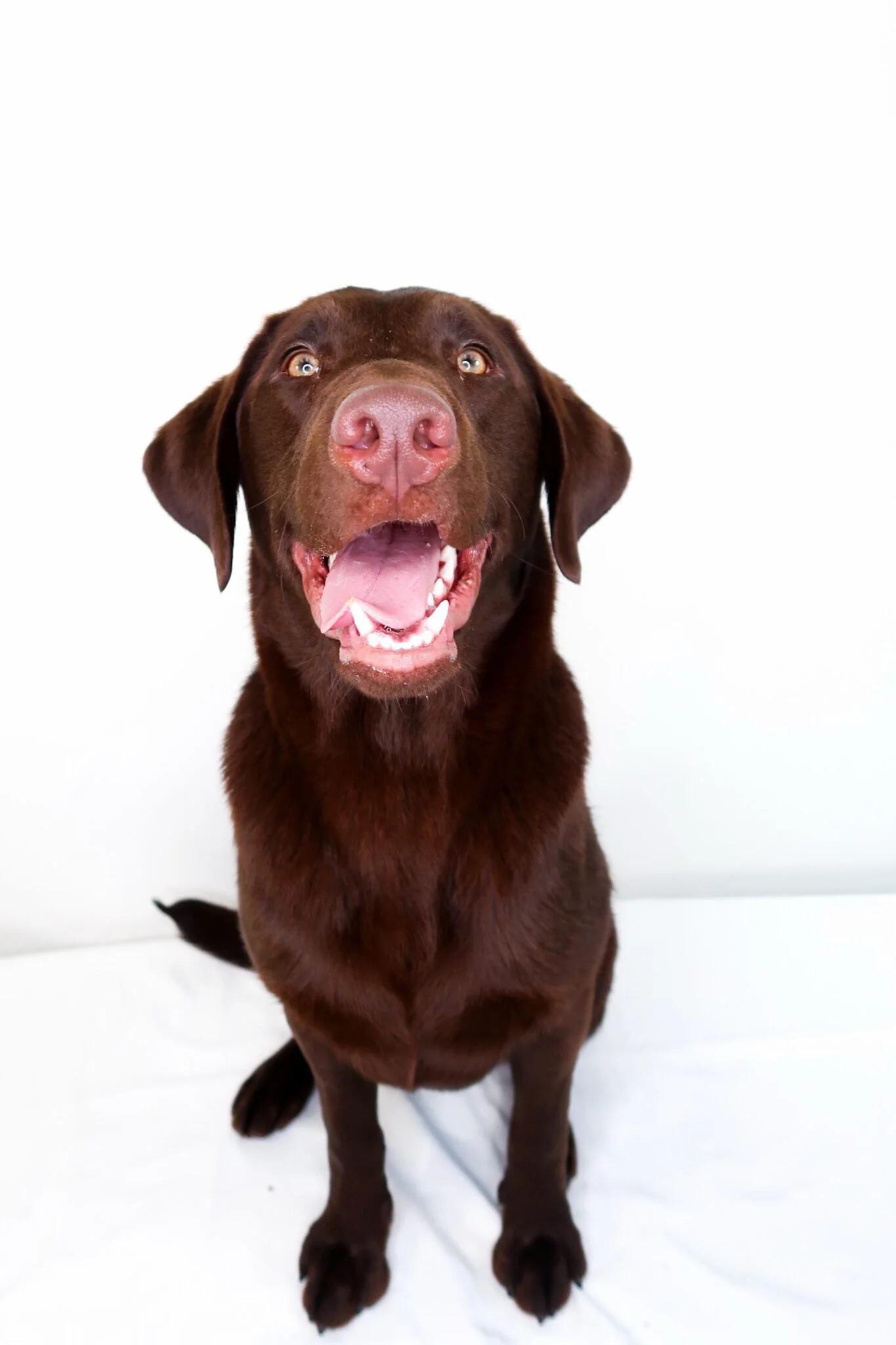 Enlarge James Brown, an adoptable Labradoodle in Bixby, OK image 2/6