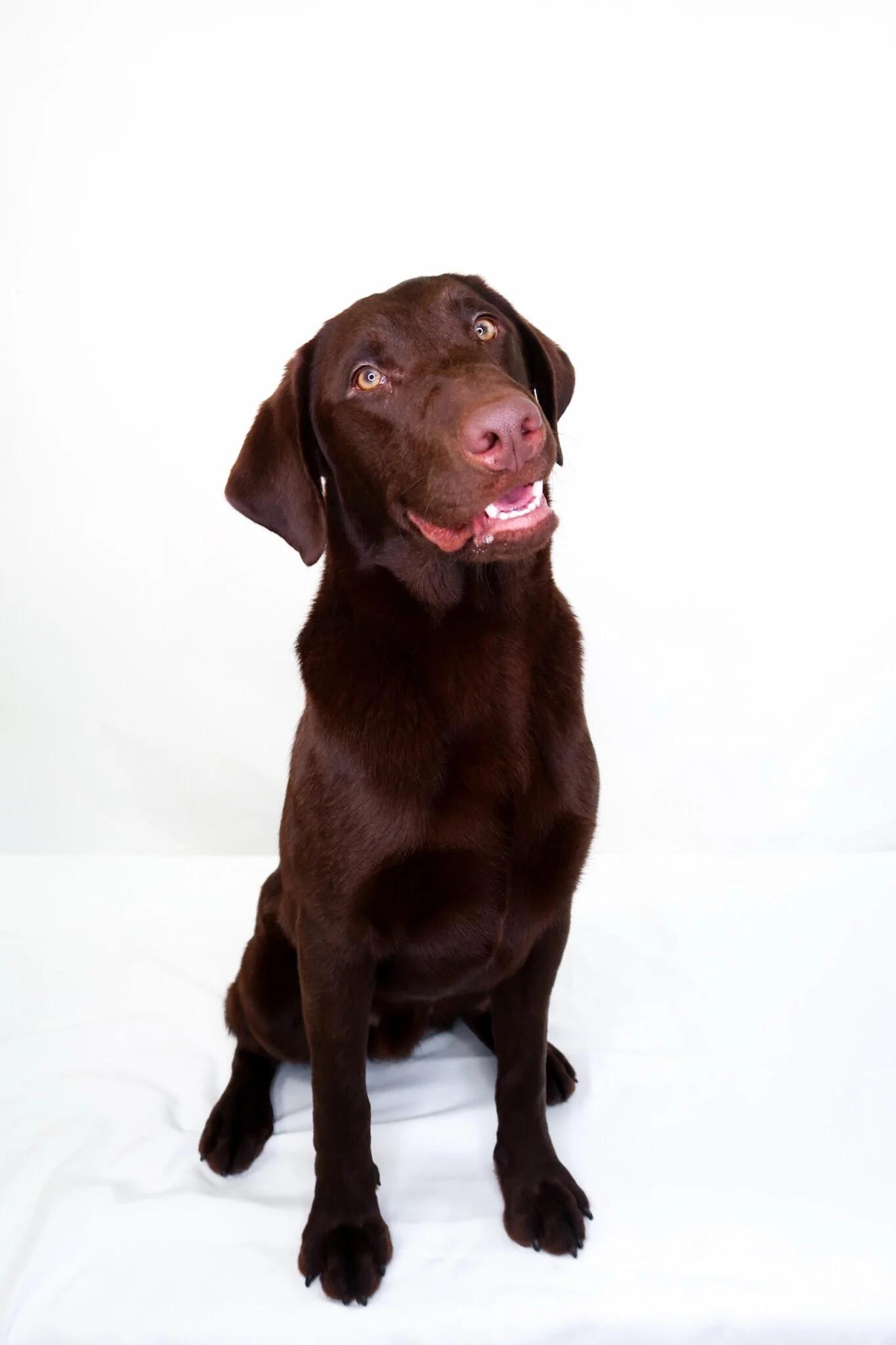 James Brown, adoptable, Young Male Labradoodle.