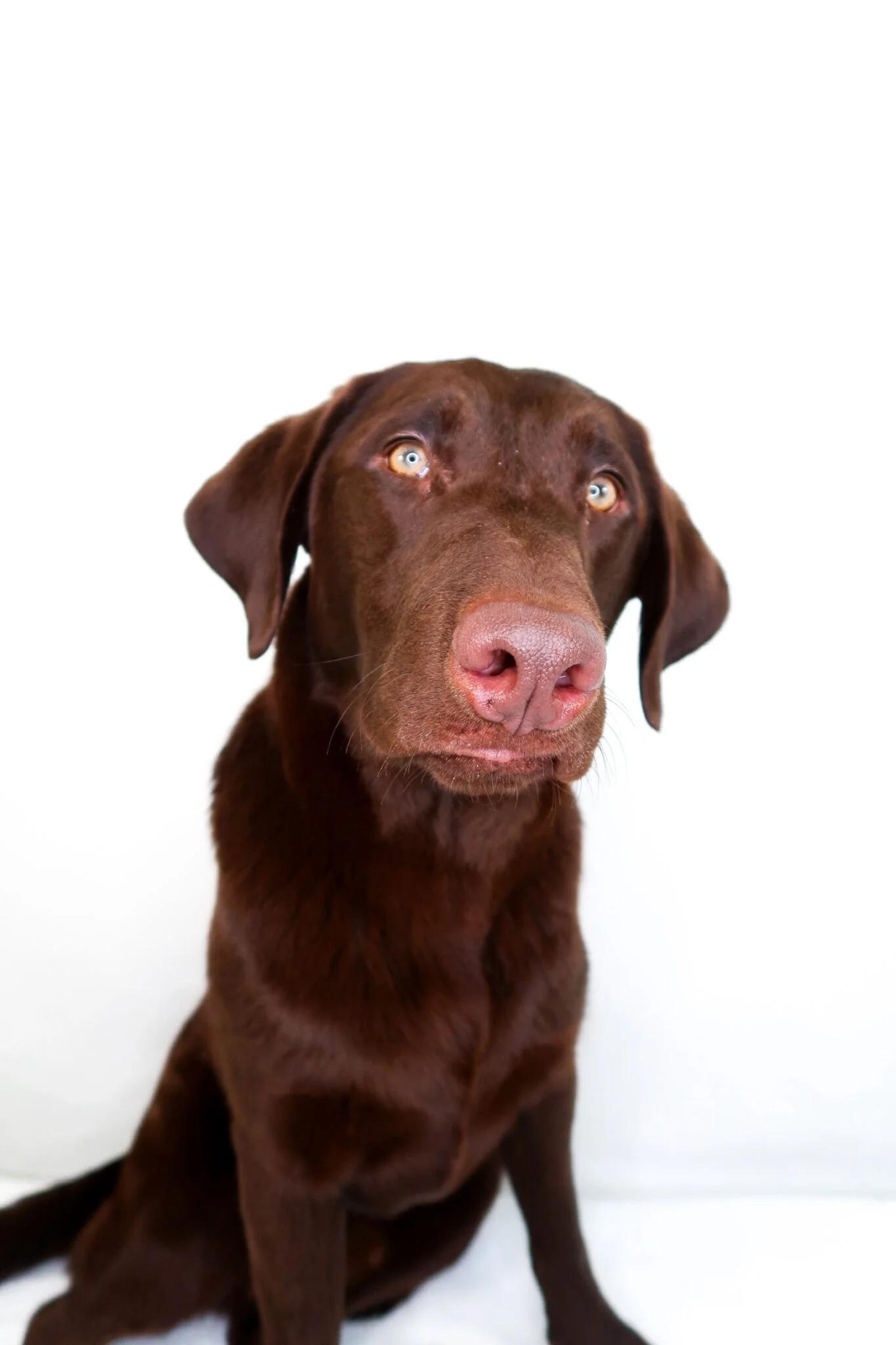 Enlarge James Brown, an adoptable Labradoodle in Bixby, OK image 5/6