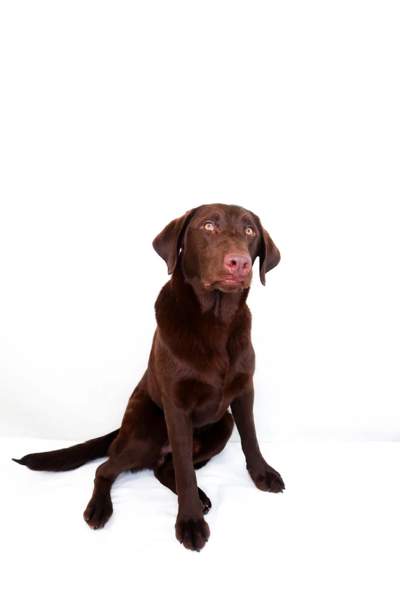 Enlarge James Brown, an adoptable Labradoodle in Bixby, OK image 4/6